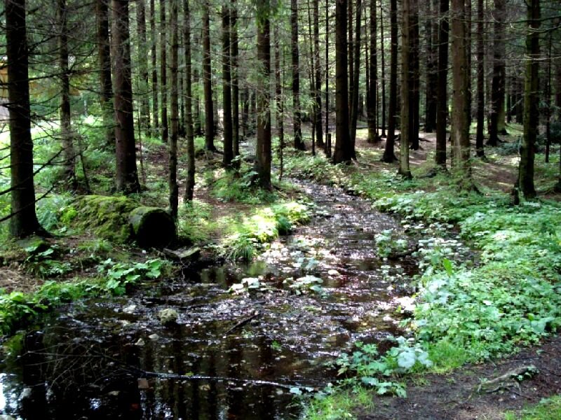 Fotografia przedstawia pejzaż leśny. Z lewego dolnego rogu wypływa wąska, wijąca się struga. Po obu stronach rosną drzewa iglaste.