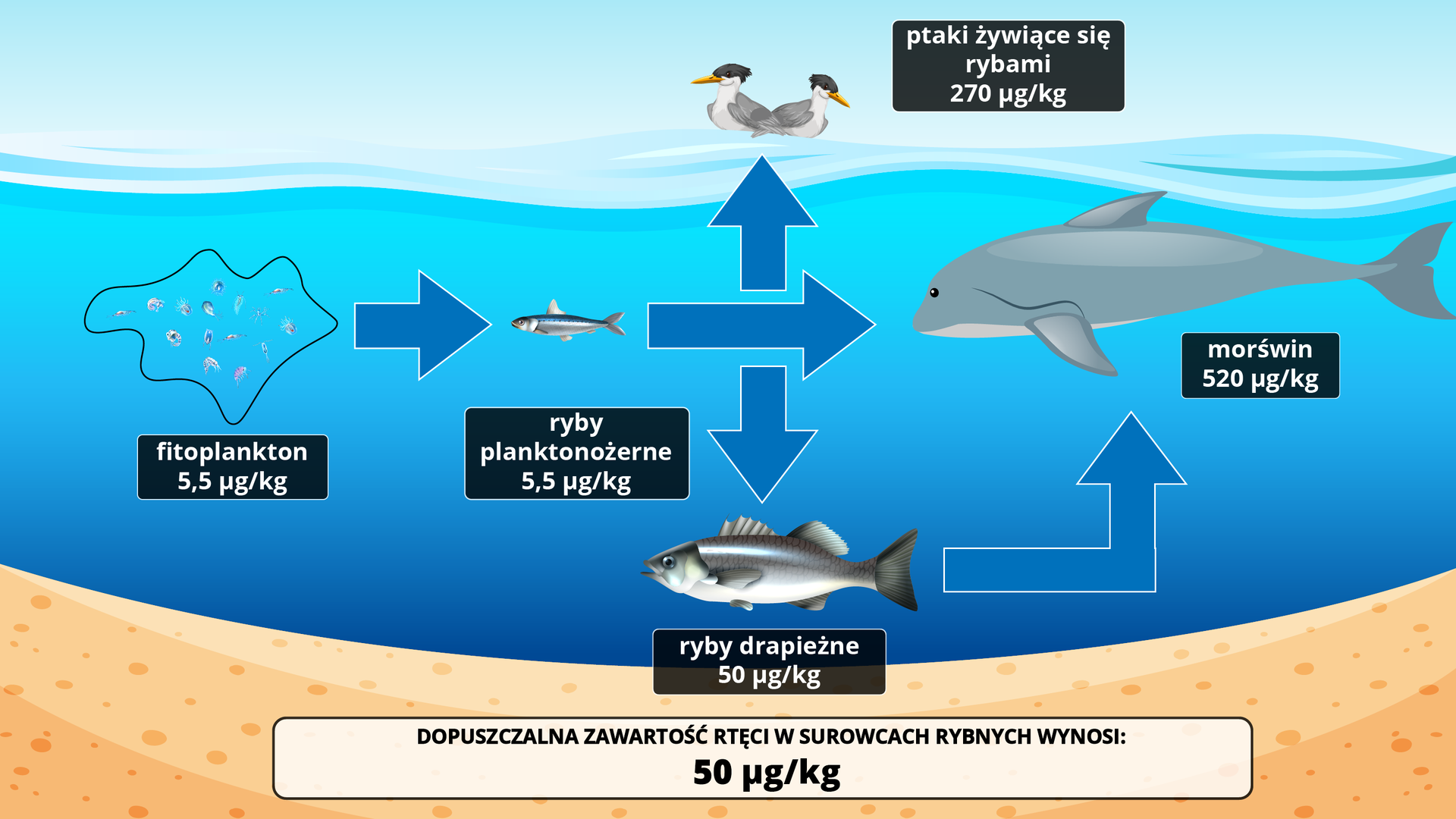 Na ilustracji przedstawiającej wodę z pływającymi w niej organizmami oraz z ptakami unoszącymi się na powierzchni wody opisano dopuszczalną zawartość rtęci w surowcach rybnych. Wynosi ona 50 miligramów na kilogram. Tymczasem morświn ma 520 mikrogramów na kilogram, ryby drapieżne 50 mikrogramów na kilogram, ryby planktonożerne 5,5 mikrogramów na kilogram, fitoplankton 5,5 mikrogramów na kilogram, ptaki żywiące się rybami 270 mikrogramów na kilogram.    