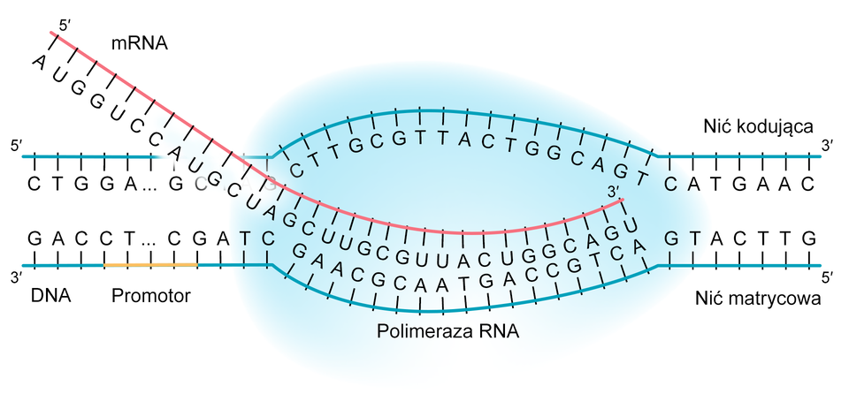Schemat ilustruje proces syntezy mRNA na bazie nici matrycowej DNA. Przez duże, owalne, błękitne pole leżące w centrum schematu podpisane jako: polimeraza RNA przechodzi różowa nić z cyfrą 5 indeks górny prim na początku. Nić podpisana jest jako mRNA, w regularnych odstępach leżą wzdłuż niej prostopadłe, krótkie linie z ciągiem dużych liter: A, U, G, G, U, C, C A, U, G, C U, A, G, C, U, U, G, C, U, U, A, C, U, G, G, C, A, G, U. Linia kończy się ona wewnątrz owalnego pola cyfrą 3 indeks górny prim. Przez górną część pola szarego przechodzi niebieska linia z cyfrą 5 indeks górny prim na początku. Wzdłuż nici w regularnych odstępach leżą wzdłuż prostopadłe, krótkie linie z ciągiem dużych liter: C, T, G, G, A. wielokropek, G, fragment zasłonięty przez różową nić, C, T, T, G, C, G, T, T, A, C, T, G, G, C, A, G, T, C, A, T, G, A, A, C. Nić ta jest podpisana jako nić kodująca, kończy się cyfrą 3 indeks górny prim. Równolegle do niej przechodzi przez dolną część błękitnego pola różowa linia z cyfrą 3 indeks górny prim na początku. Wzdłuż nici w regularnych odstępach leżą wzdłuż prostopadłe, krótkie linie z ciągiem dużych liter: G, A, C, C, T, wielokropek, G, A, T, C, G, A, A, C, G, C, A, A, T, G, A, C, C, G, T, C, A, G, T, A, C, T, T, G. Fragment tej nici od 5 do 9 znaku (duże litery: C, T, wielokropek, C, G) zaznaczony jest kolorem żółtym i podpisany: promotor. Nić jest podpisana jako nić kodująca, kończy się cyfrą 5 indeks górny prim.
