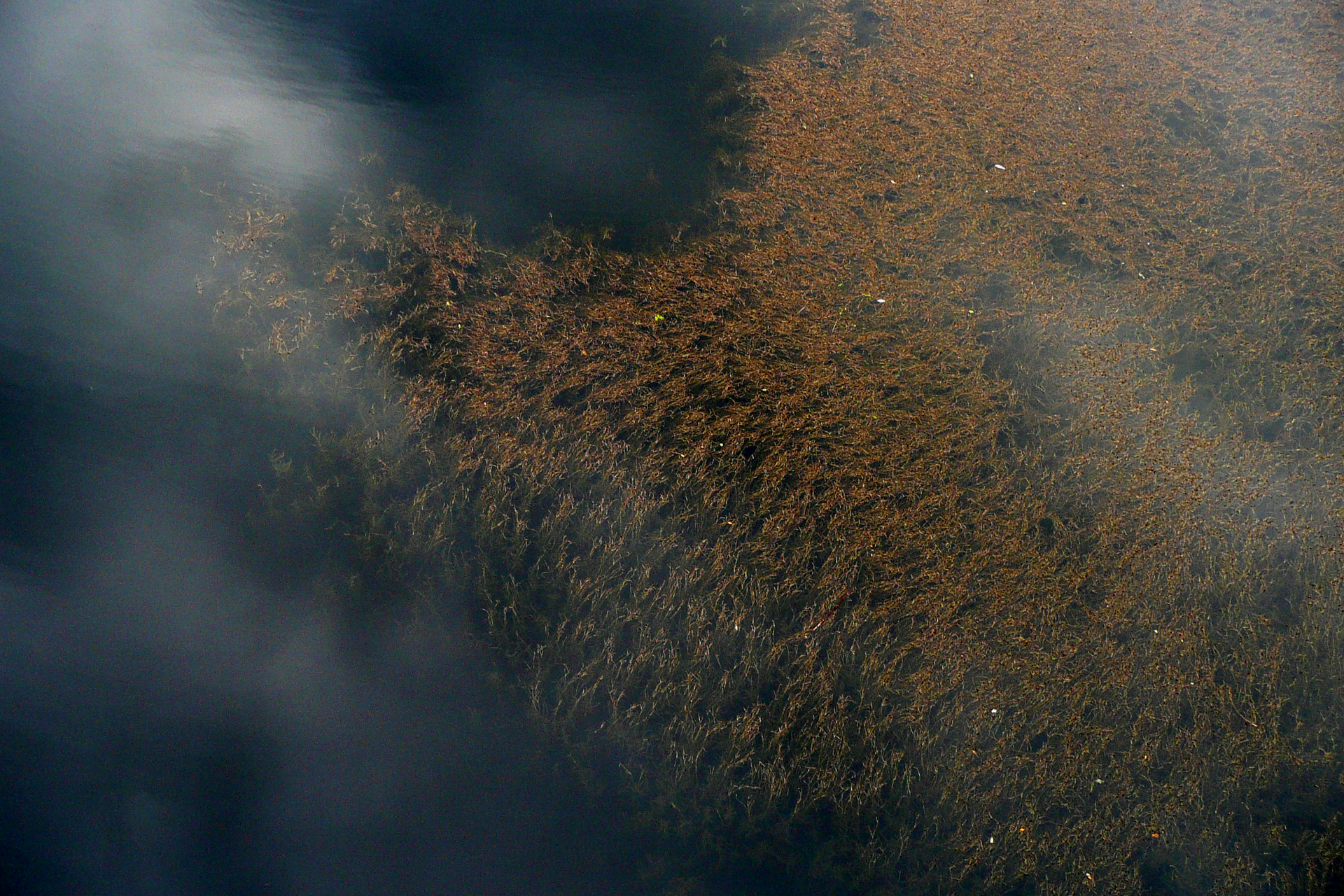 Fotografia przedstawia toń morską z licznymi brązowymi roślinami. To glony brunatnice , wyrastające aż pod powierzchnię Morza Sargassowego.