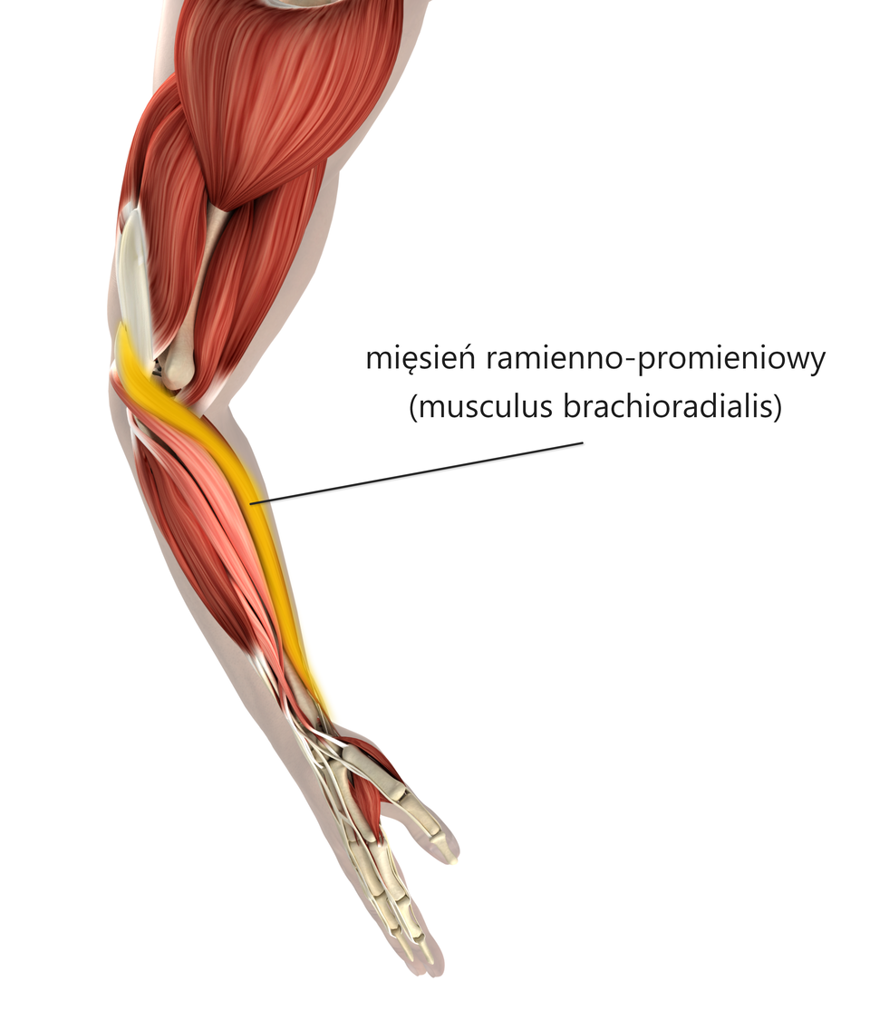 Ilustracja przedstawia rękę na całej długości z zaznaczonymi mięśniami. Na żółto zaznaczono podłużny mięsień ramienno‑promieniowy (musculus brachioradialis). Biegnie od dolnej połowy kości ramiennej ku dołowi. Przechodzi w długie płaskie ścięgno w połowie długości przedramienia. Kończy się na wysokości nadgarstka.   