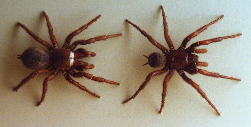 Zdjęcie przedstawia samca i samicę ptasznika australijskiego. Są to duże pająki o brunatnoczarnym ubarwieniu. 