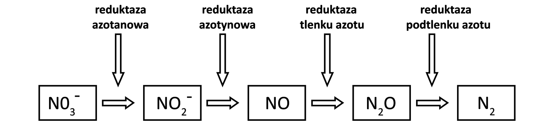 Grafika przedstawia przebieg procesu denitryfikacji. Jon NO indeks dolny 3 indeks górny minus pod wpływem reduktazy azotanowej przechodzi w NO indeks dolny 2 indeks górny minus. Następnie uzyskany jon jest poddawany działaniu reduktazy azotynowej, w wyniku czego przechodzi w NO. Następnie NO zostaje poddane działaniu reduktazy tlenku azotu, przechodząc w związek o wzorze N indeks dolny 2 O. Ostatecznie uzyskany w poprzedniej reakcji związek pod wpływem reduktazy podtlenku azotu przechodzi w wolną formę azotu N indeks dolny 2.