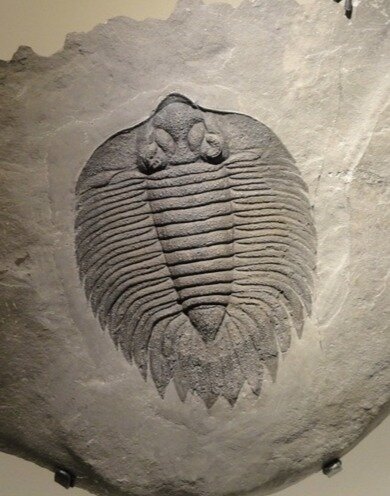 Na fotografii przedstawiono skamieniałość trylobita o owalnym i spłaszczonym grzbietobrzusznie ciele, z wyraźnie wyróżnioną częścią głowową, tułowiową i ogonową. Od strony grzbietu stworzenie przykryte było kalcytowym pancerzem.