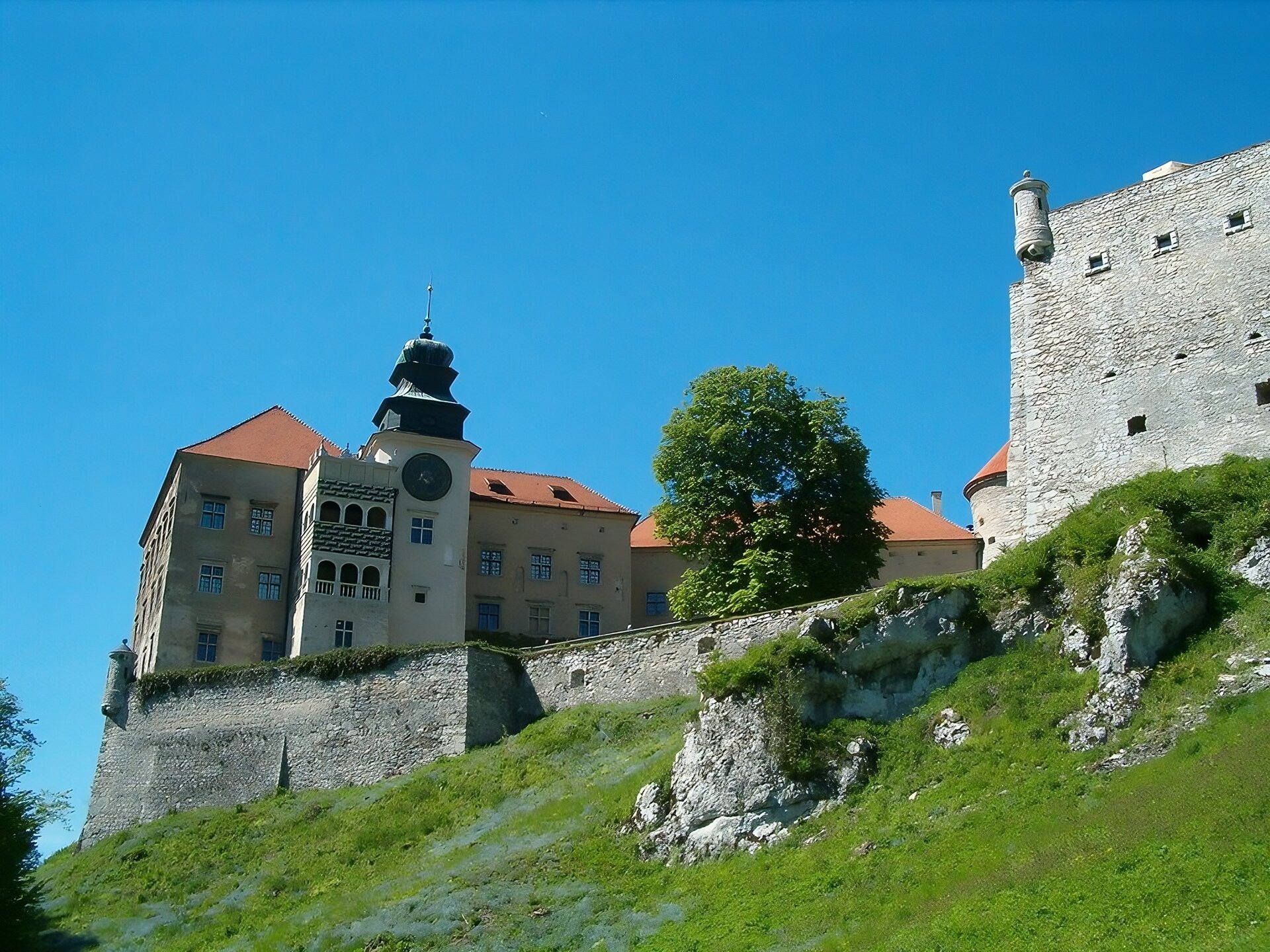 Zdjęcie przedstawia widok głównego budynku zamku Pieskowa Skała. Widoczna wieża zegarowa zakończona kopułą, dach z czerwonej dachówki, fragmenty murów zbudowanych z kamienia. Zdjęcie zostało zrobione z dołu, od strony podnóża zamku. Z tego względu widoczna jest wysoka skarpa, na której zbudowany został zamek. Widoczne są skały tworzące skarpę. 