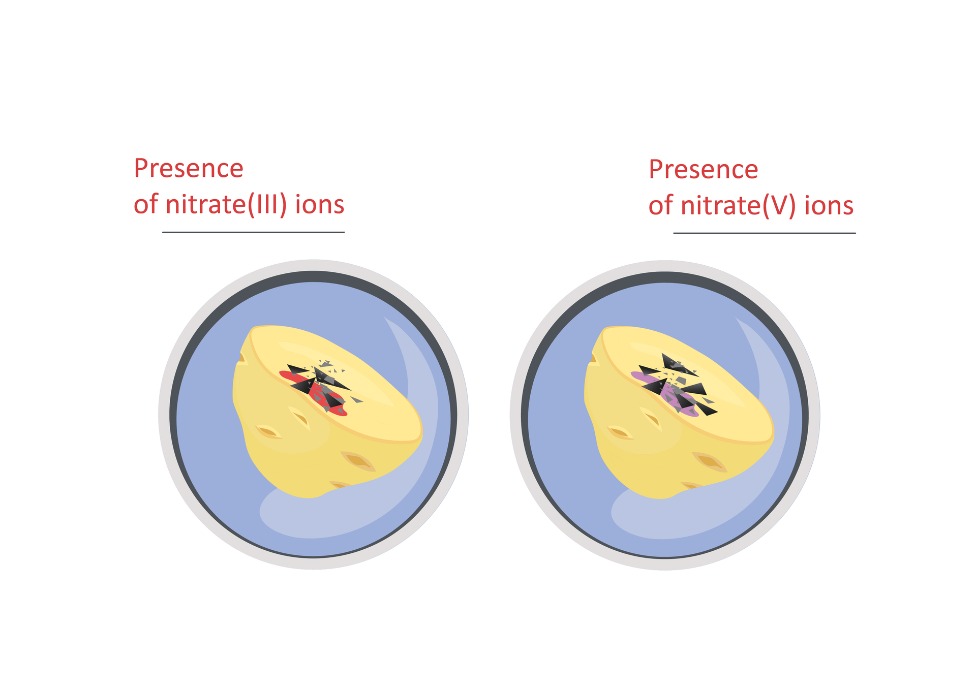 Ilustracja pokazuje, iż jony azotanowe (III) powodują, że próbka zmienia kolor na czerwony, a jony azotanowe (V) na jasnofioletowy.