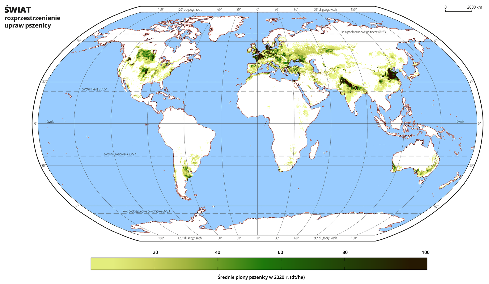 Ilustracja przedstawia mapę świata. Wody zaznaczono kolorem niebieskim. Na mapie odcieniami koloru zielonego zaznaczono średnie plony pszenicy w decytonach z hektara w dwa tysiące dwudziestym roku. Najjaśniejszym odcieniem koloru zielonego oznaczono obszary, na których średnie plony pszenicy wynoszą poniżej dwudziestu decyton z hektara, a najciemniejszym obszary, na których plony pszenicy przekraczają sto decyton z hektara. Uprawy pszenicy występują gównie na półkuli północnej i rozmieszczone są w środkowej części Ameryki Północnej – w środkowej części USA i w środkowej Kanadzie, przy granicy z USA. Występują również w większości Europy (z wyłączeniem prawie całej Skandynawii), największe są na terenie Danii, południowo‑wschodniej Wielkiej Brytanii, we Francji, w Niemczech. Obecne są wzdłuż linii wybrzeża północno‑zachodniej Afryki. Uprawy ciągną się pasem na północ od Kazachstanu, występują w Azji Mniejszej. Najwyższe plony osiągane są w północnych Indiach i w północno‑wschodnich Chinach. Na półkuli południowej występują na terenie Argentyny w pobliżu Paragwaju, na niewielkim obszarze RPA (południowo‑zachodnia część, wzdłuż wybrzeża), niewielkie plony uzyskiwane są również w okolicach zachodniej Etiopii. Uprawy występują również w południowo‑zachodniej Australii (gdzie uzyskuje się największe plony), w południowej części kontynentu i na wschodzie.