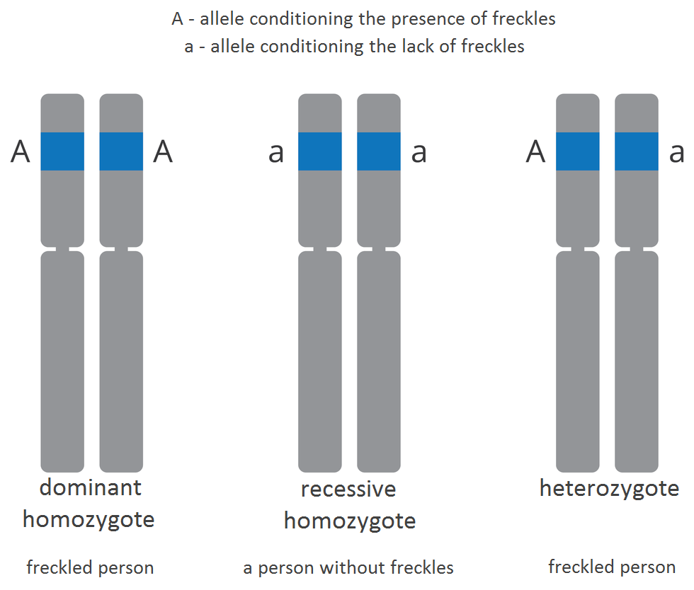 Ilustracja przedstawia trzy pary alleli. AA, Aa, aaSą to popielate pałeczki z niebieskimi poziomymi paskami w górnej części. Na ilustracji podpisano: A- allel conditioning the presence of freckles; a- allele conditioning the lack of freckles; dominant homozygote; freckled person; recessive homosygote; a preson without freckles; heterozygote; freckles person