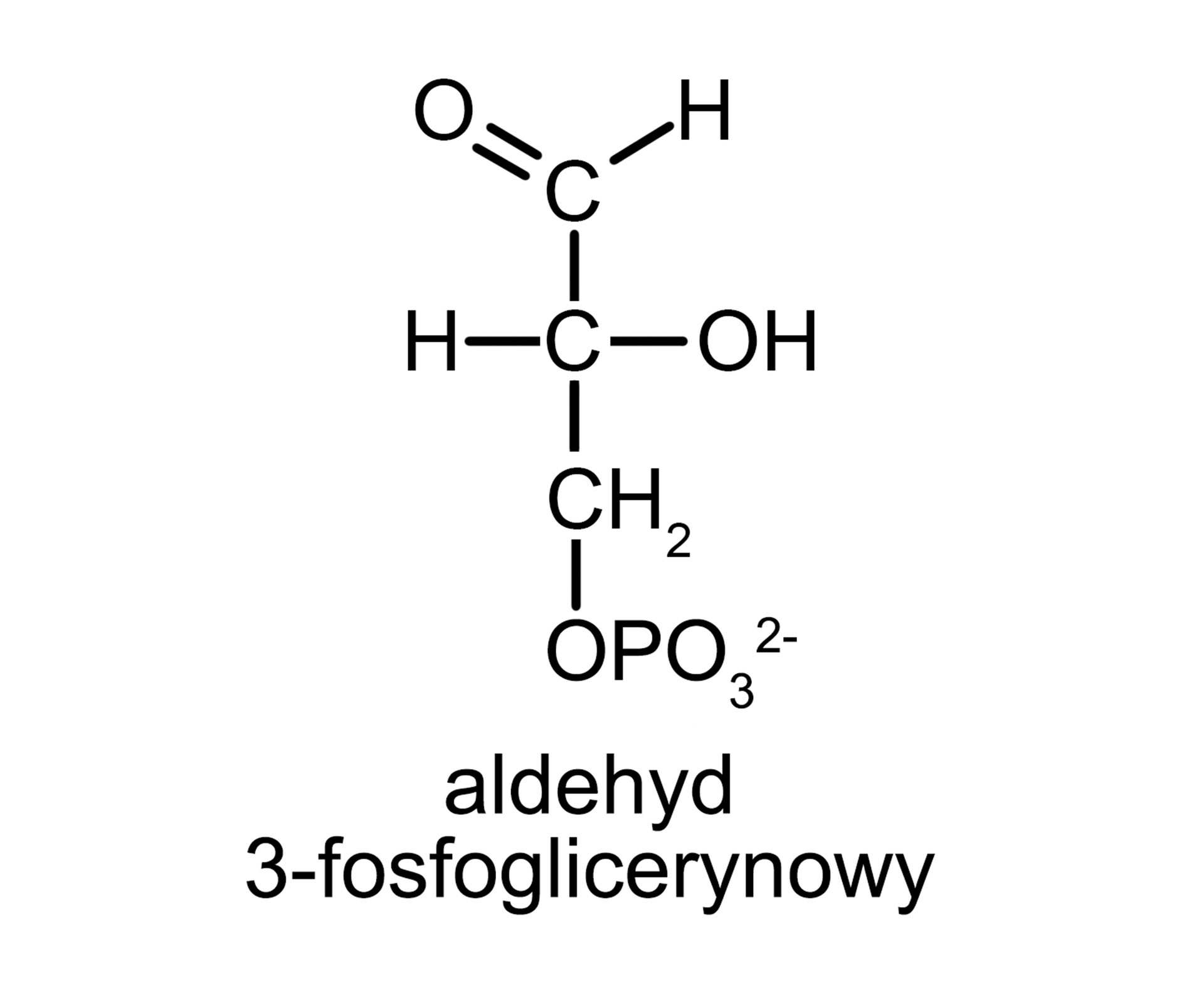 Ilustracja przedstawiająca wzór cząsteczki aldehydu 3-fosfoglicerynowego w projekcji Fischera. Zbudowany jest on z atomu węgla połączonego za pomocą wiązania podwójnego z atomem tlenu, za pomocą wiązania pojedynczego z atomem wodoru. W dół zaś łączy się z atomem węgla. Atom ten po lewej stronie związany jest z atomem wodoru, po prawej z grupą hydroksylową, a u dołu z grupą metylenową CH2, która to u dołu łączy się z grupą OPO32-.