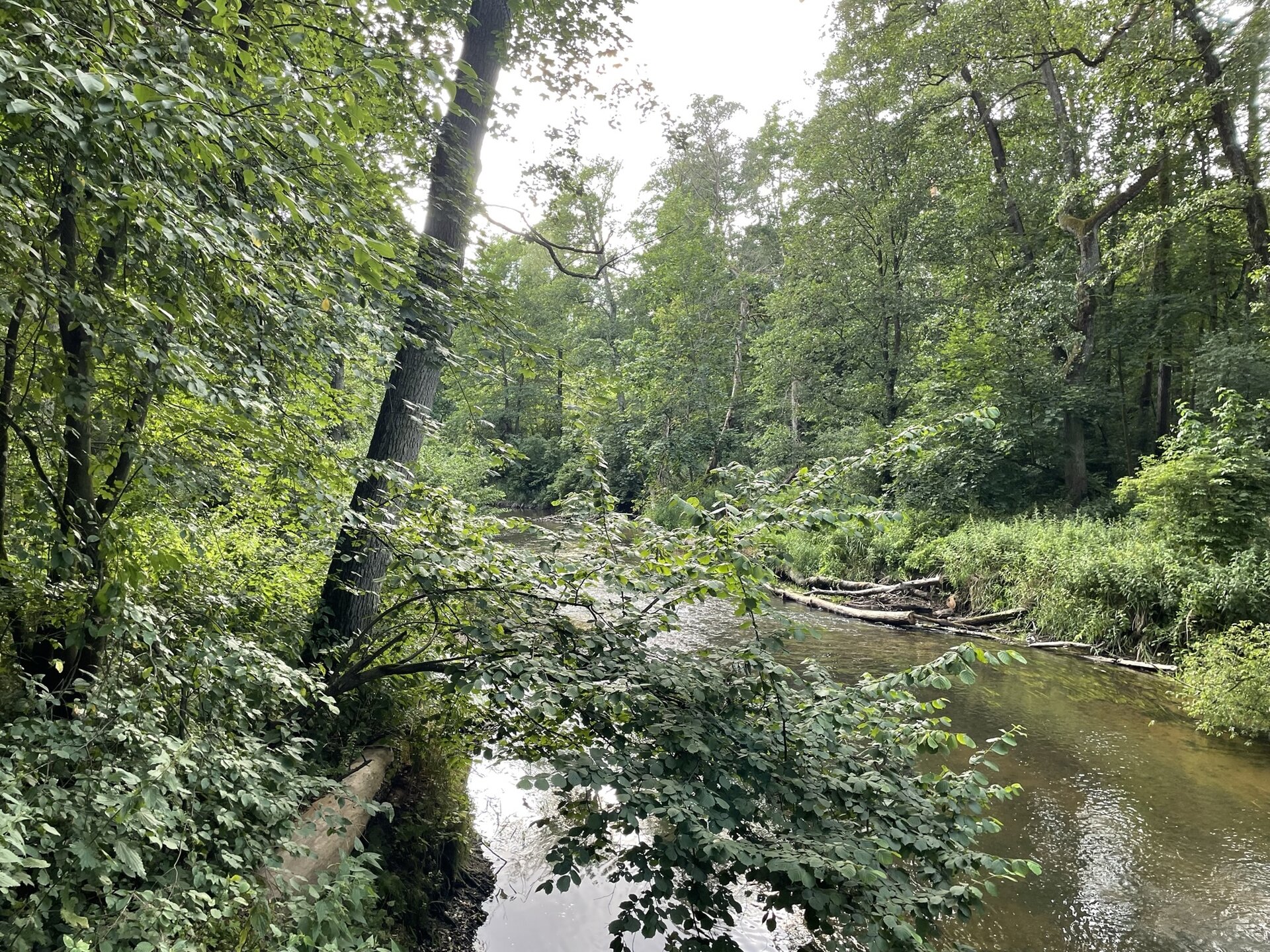 Zdjęcie przedstawia rzekę, płynącą w centralnej części fotografii. Po jej obu brzegach drzewa. Na rzece konary i gałęzie.