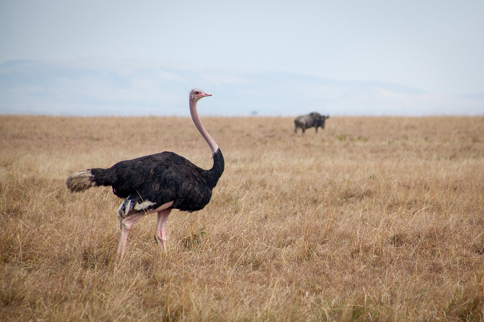 Fotografia. Na niej struś skierowany w prawą stronę. Ptak ma ciemno upierzony tułów, jego szyja jak i nogi są długie, dziób jest małej wielkości w porównaniu z całą budową ciała. Wokół niego sucha trawa. Za nim w oddali bawół. 
