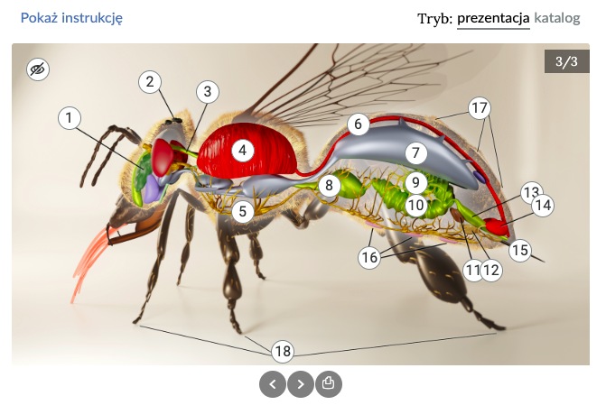 Grafika przedstawia katalog interaktywny – widok trybu prezentacji. Na grafice przedstawiona jest budowa wewnętrzna robotnicy pszczoły miodnej. Struktury anatomiczne zaznaczone są strzałkami oraz punktami (cyfry w kółkach). Nad pszczołą widoczne są napisy: Pokaż instrukcję, Tryb: prezentacja, katalog. Pod grafiką pszczoły widoczny jest panel sterujący katalogiem interaktywnym. 