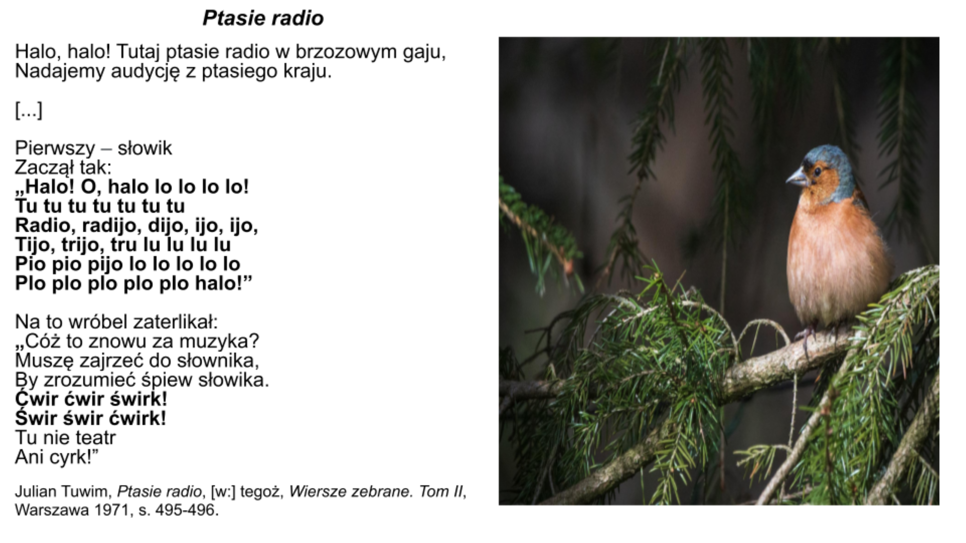 Slajd przedstawia  z prawej strony kolorową fotografię, która  ukazuje zbliżenie na rudo‑błękitnego ptaka siedzącego na gałęzi iglastego drzewa. Tło fotografii jest ciemne.  Po lewej stronie slajdu na białym tle zamieszczony jest fragment wiersza „Ptasie radio” Juliana Tuwima:  PTASIE RADIO   Halo, halo! Tutaj ptasie radio w brzozowym gaju, Nadajemy audycję z ptasiego kraju.   [...]   Pierwszy – słowik Zaczął tak: "Halo! O, halo lo lo lo lo! Tu tu tu tu tu tu tu Radio, radijo, dijo, ijo, ijo Tijo, trijo, tru lu lu lu lu Pio pio pijo lo lo lo lo lo Plo plo plo plo plo halo!"  Na to wróbel zaterlikał: "Cóż to znowu za muzyka? Muszę zajrzeć do słownika, By zrozumieć śpiew słowika. Ćwir ćwir świrk! Świr świr ćwirk! Tu nie teatr Ani cyrk!