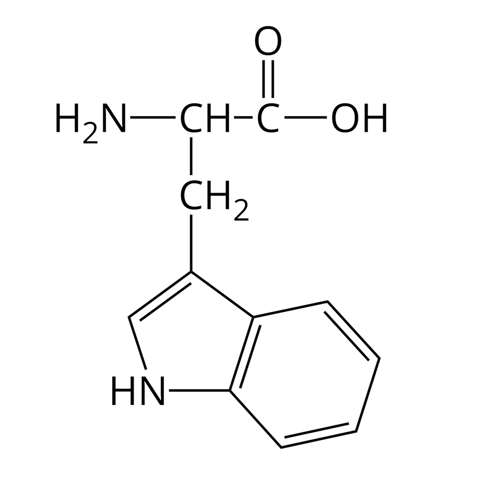 Wzór półstrukturalny tryptofanu. Do grupy H indeks dolny, dwa, koniec indeksu dolnego, N z prawej strony przyłączona jest grupa C H. Od niej odchodzą dwa wiązania pojedyncze. Pierwsze skierowane jest w prawo do atomu węgla. Od niego odchodzą dwa wiązania: podwójne w górę, prowadzące do atomu tlenu i pojedyncze w prawo do grupy O H. Drugie wiązanie odchodzące od grupy C H skierowane jest w dół i łączy się z grupą C H indeks dolny, dwa, koniec indeksu dolnego, od której odchodzi pojedyncze wiązanie w dół do grupy indolowej, zbudowanej ze sprzężonych pierścieni benzenowego i pirolowego.