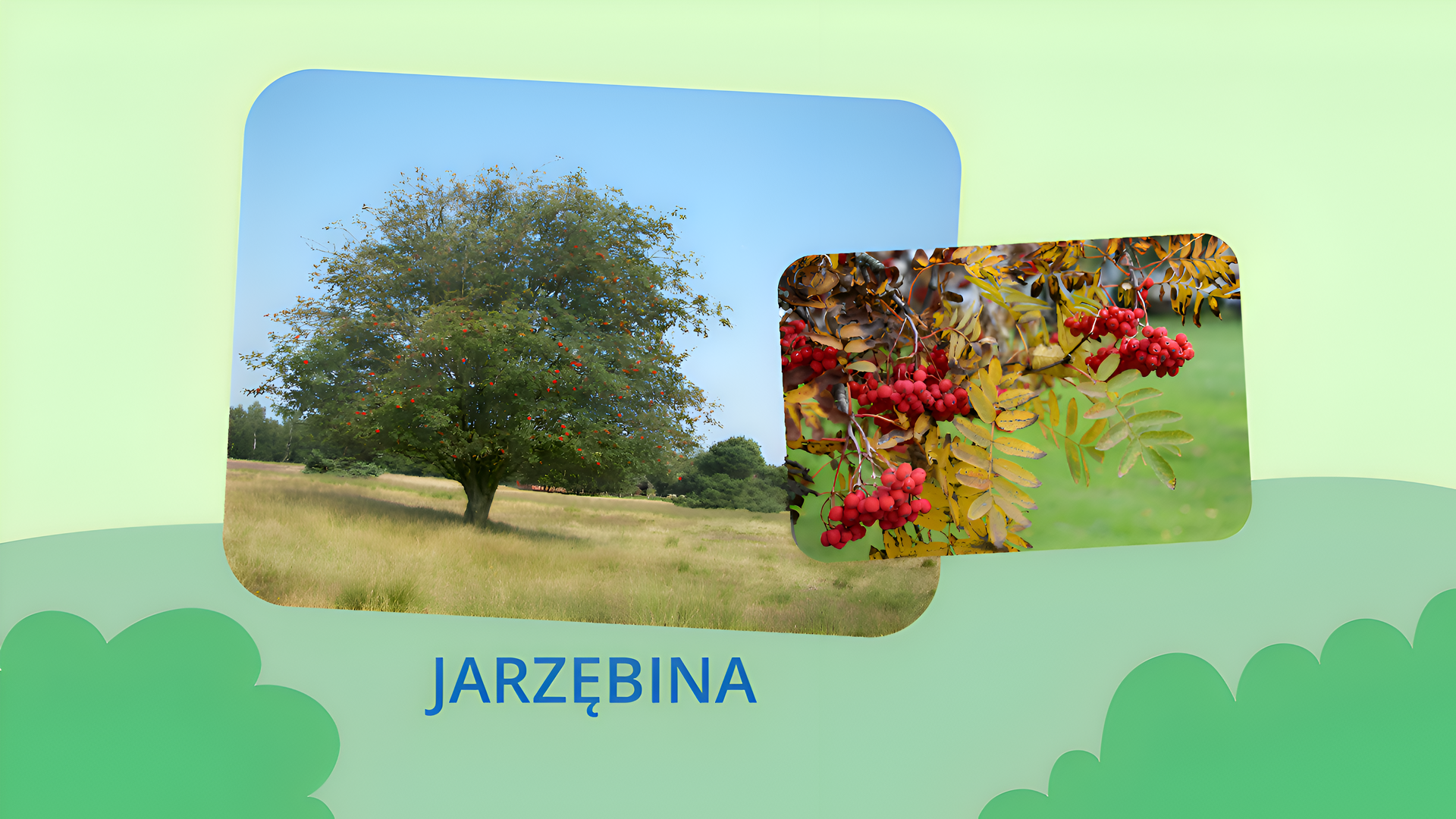 Zdjęcie przedstawia koronę drzewa na tle błękitnego nieba z pojedynczymi jasnymi chmurami. Drzewo jest średniej wielkości i ma cienkie gałęzie, na których rosną liczne drobne czerwone owoce. To jarzębina. Na zdjęciu po prawej stronie znajdują się owoce i liście tego drzewa. 