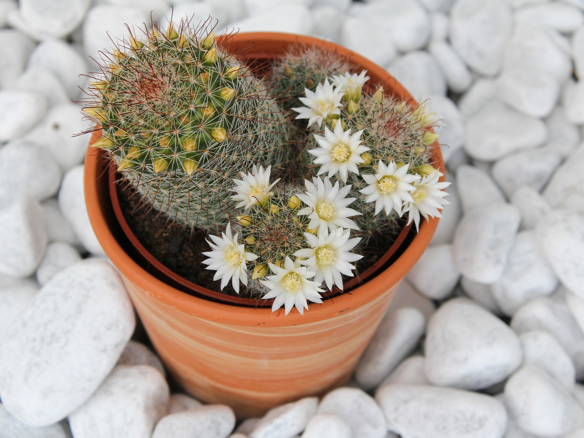 Fotografia prezentuje kwitnące na biało, małe kaktusy w doniczce. Doniczka ma kolor pomarańczowy i stoi na białych, drobnych kamieniach.