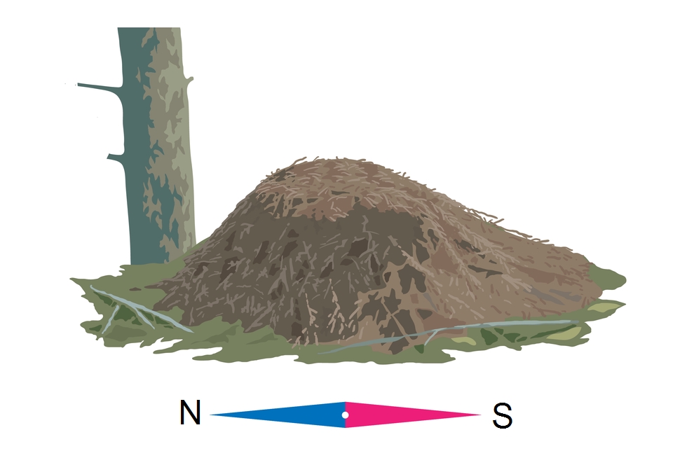 Ilustracja przedstawia mrowisko, które znajduje się po południowej stronie drzewa, a jego stok jest od południa łagodniejszy. Pod rysunkiem mrowiska igła kompasu z kierunkami N i S. 