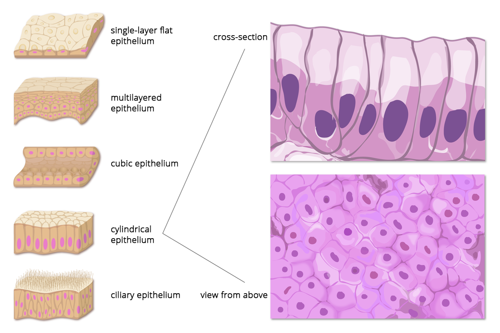 Ilustracja przedstawia obrazy mikroskopowe tkanek nabłonka w rzucie z góry oraz przekroju poprzecznego.  Na ilustracji zamieszczonych jest pięć różnych typów nabłonka z podpisami. Są to wielokątne, różowe ściśle ułożone bryłki. Ciemniejszym kolorem zaznaczono jądra komórkowe. 1. nabłonek jednowarstwowy płaski (single-layer flat epithelium), 2. nabłonek wielowarstwowy (multilayered epithelium), 3. nabłonek sześcienny (cubic epithelium), 4. nabłonek walcowaty (cylindrical epithelium), 5. nabłonek rzęskowy (ciliary epithelium). W obrazie mikroskopowym nabłonka walcowatego (cylindrical epithelium) widoczne są jasnofioletowe komórki pionowo ułożone obok siebie, w dolnej części komórek znajdują się ciemnofioletowe jądra komórkowe. Rzut z góry na tkankę nabłonka walcowatego (cylindrical epithelium) przedstawia grupę wielokątnych fioletowych komórek, ciasno ułożonych. W części centralnej komórek znajdują się ciemnofioletowe jądra komórkowe.