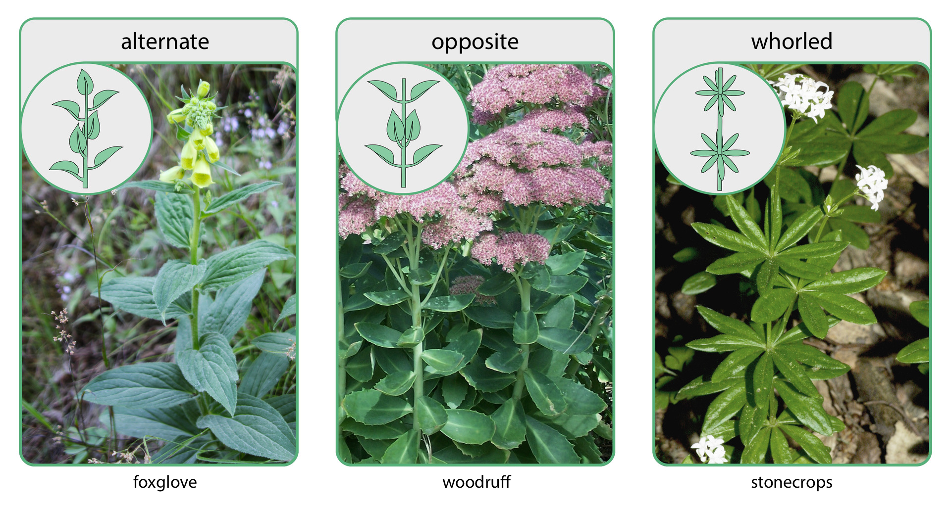 Ilustracja przedstawia trzy fotografie roślin o różnym ułożeniu liści. U góry każda ma kółeczko z rysunkiem ułożenia liści na łodydze. Lewa fotografia przedstawia naparstnicę, foxglove. Ma żółte kwiaty i niebieskozielone liście, wyrastające dookoła łodygi. Są to liście skrętoległe, alternate. Środkowa fotografia przedstawia kilka pędów rozchodnika, woodruff z różowymi kwiatostanami. Jego grube liście są ułożone parami naprzeciwlegle, opposite. Prawa fotografia przedstawia marzankę wonną, stonecrops. Ma białe drobne kwiaty i liście wyrastające okółkowo, whorled.