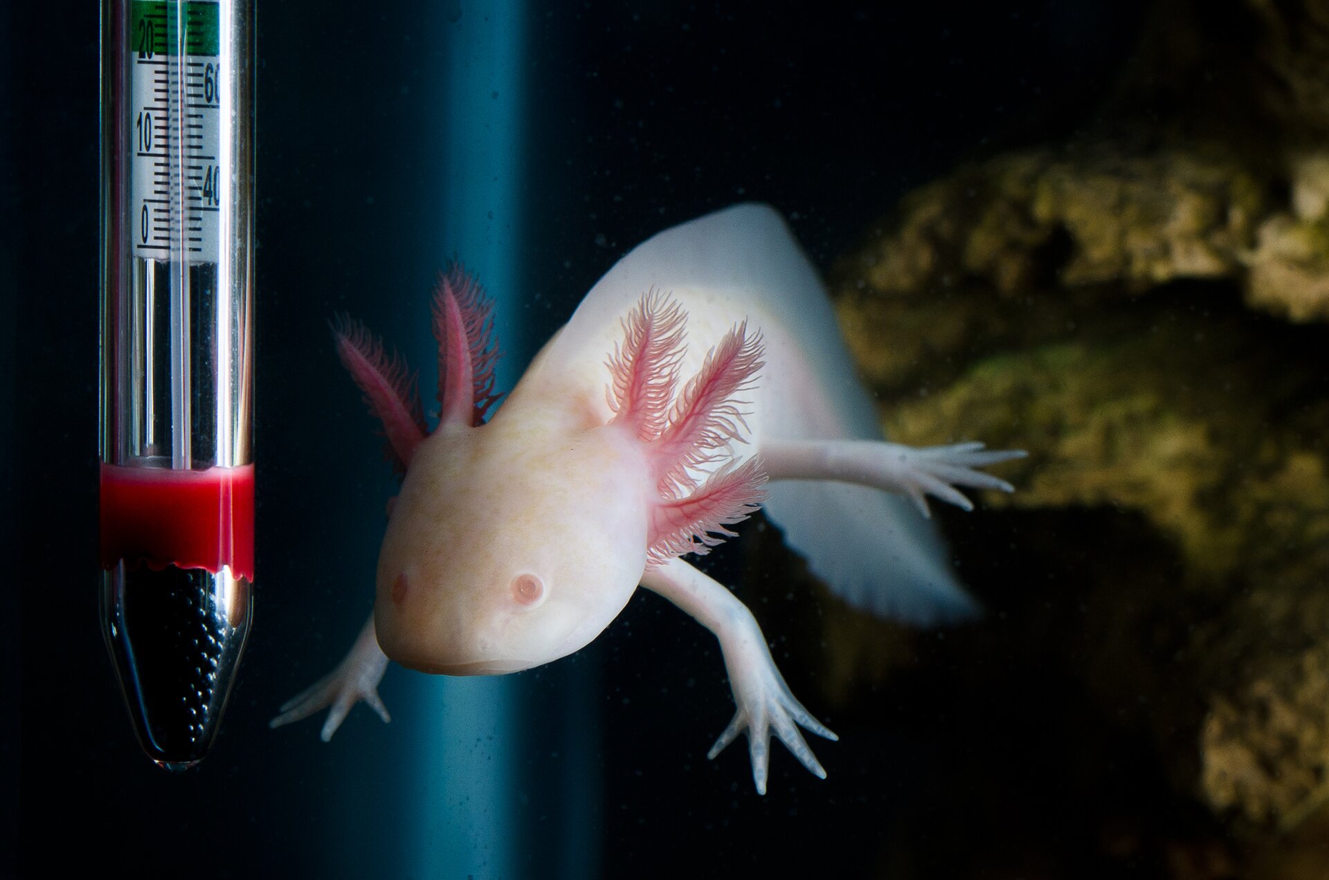 Zdjęcie przedstawia podłużnego, jasnoróżowego płaza o grzbietobrzusznie spłaszczonym ciele. Ma małe oczy, dwie pary kończyn z półprzezroczystymi palcami oraz trzy pary skrzeli zewnętrznych położonych po obu stronach głowy. Płaz pływa, obok niego znajduje się termometr.