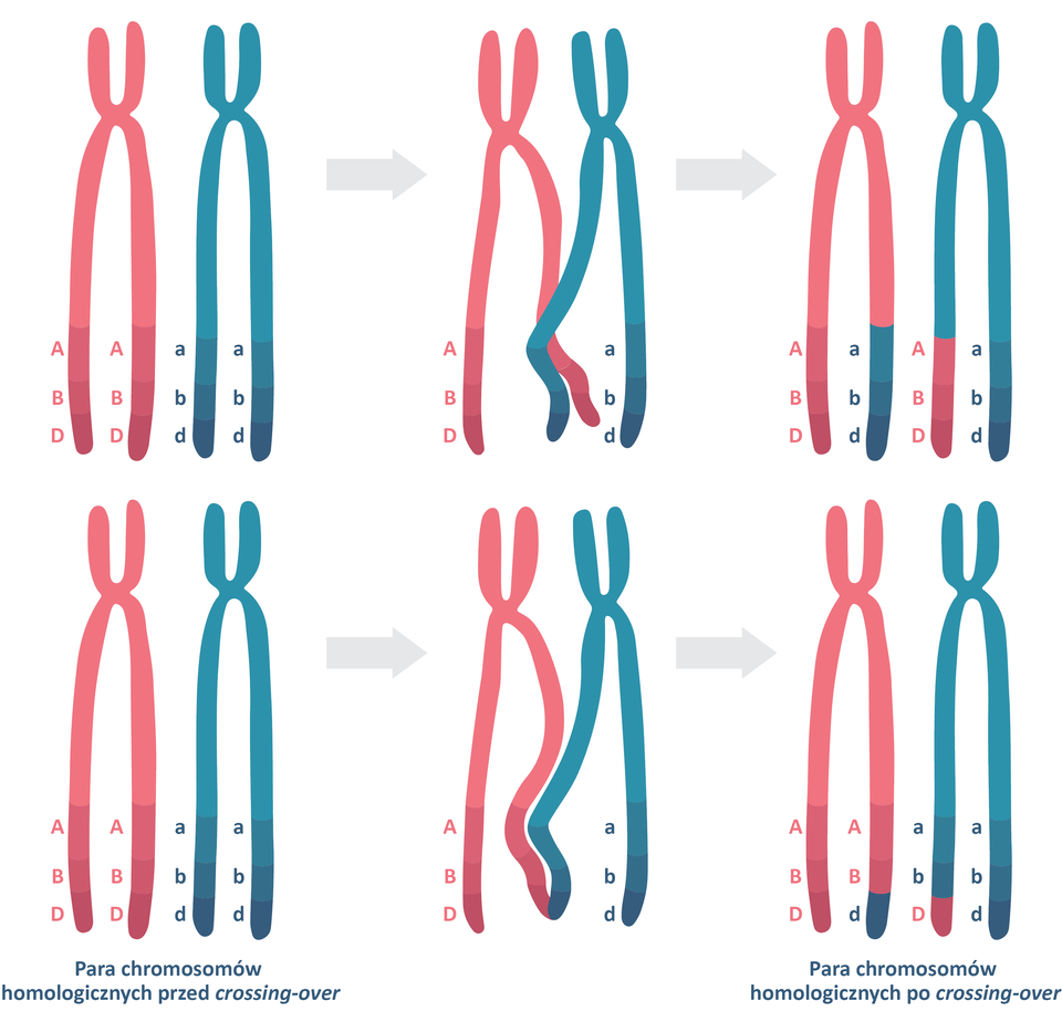 Grafika przedstawia dwie pary chromosomów homologicznych przed i po crossing‑over. Chromosomy kształtem przypominają literę x. Pierwsza para chromosomów homologicznych składa się z jednego różowego chromosomu, który w dolnej części ramion ma zapisane oznaczenia: duże A, duże B, duże D oraz niebieskiego chromosomu, który w dolnej części ramion ma zapisane oznaczenia: małe a, małe b, małe d. Strzałka w prawo. Dolne części wewnętrznych ramion chromosomu różowego i niebieskiego krzyżują się ze sobą. Strzałka w prawo. W wyniku crossing‑over doszło do krzyżowej wymiany fragmentów chromosomów między chromosomami homologicznymi. Chromosom różowy posiada jedno ramię różowe oznaczone literami: duże A, duże B, duże D i drugie ramię niebieskie oznaczone literami: małe a, małe b, małe d. Znajdujący się obok chromosom niebieski posiada z kolei jedno ramię różowe oznaczone literami: duże A, duże B, duże D i drugie ramię niebieskie, oznaczone literami: małe a, małe b, małe d. Poniżej znajduje się druga para chromosomów homologicznych składająca się z jednego różowego chromosomu, który w dolnej części ramion ma zapisane oznaczenia: duże A, duże B, duże D oraz niebieskiego chromosomu, który w dolnej części ramion ma zapisane oznaczenia: małe a, małe b, małe d. Strzałka w prawo. Zakończenia wewnętrznych ramion chromosomu różowego i niebieskiego stykają się ze sobą. Strzałka w prawo. W wyniku crossing‑over doszło do wymiany niewielkiego fragmentu chromosomu między chromosomami homologicznymi. Chromosom różowy, którego jedno całe dolne ramię jest różowe ma oznaczenia: duże A, duże B, duże D i drugie ramię różowe z niebieskim zakończeniem oznaczone literami: duże A, duże B, małe d. Znajdujący się obok homologiczny chromosom niebieski posiada jedno dolne ramię niebieskie z zakończeniem różowym oznaczone literami: małe a, małe b, duże D i drugie ramię całe niebieskie, oznaczone literami: małe a, małe b, małe d.