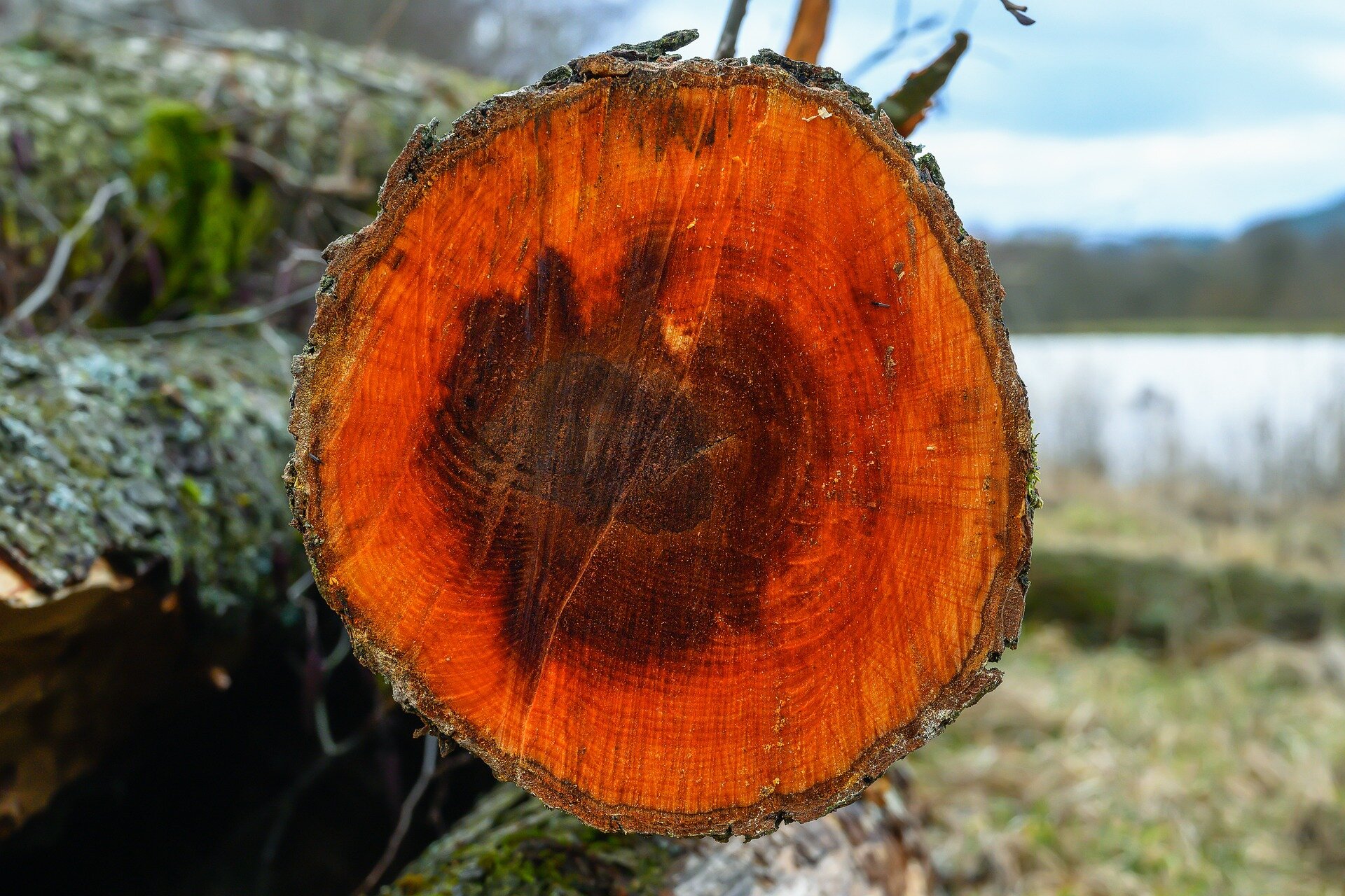 Zdjęcie przedstawia bal ściętej olchy, w przekroju. Widoczne jest koło z brązowymi krawędziami kory, w środku z czerwonym drewnem, w części centralnej z brązowymi słojami.