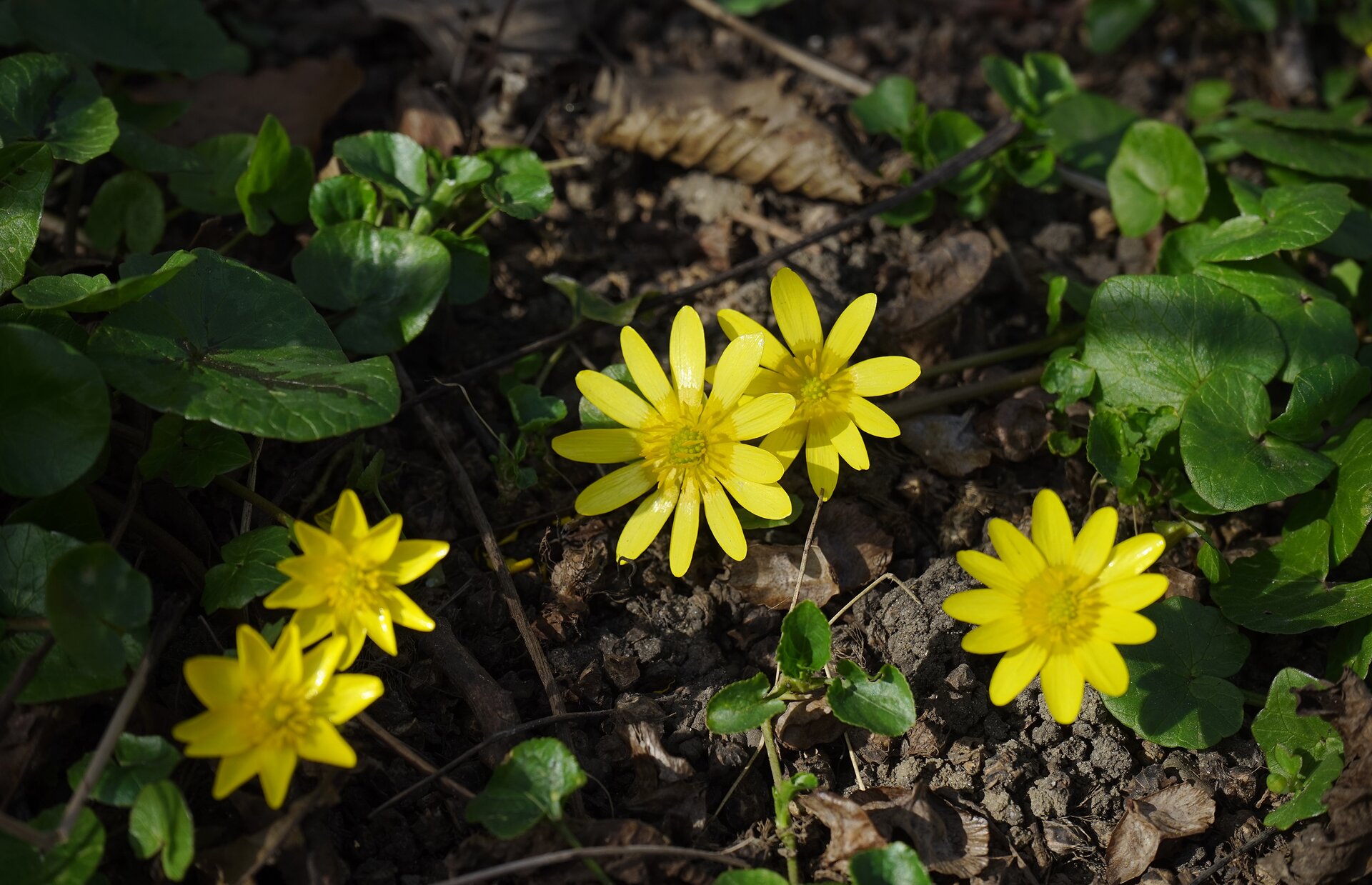 Fotografia przedstawia jaskry, żółte kwiatki, wyrastające z ziemi.