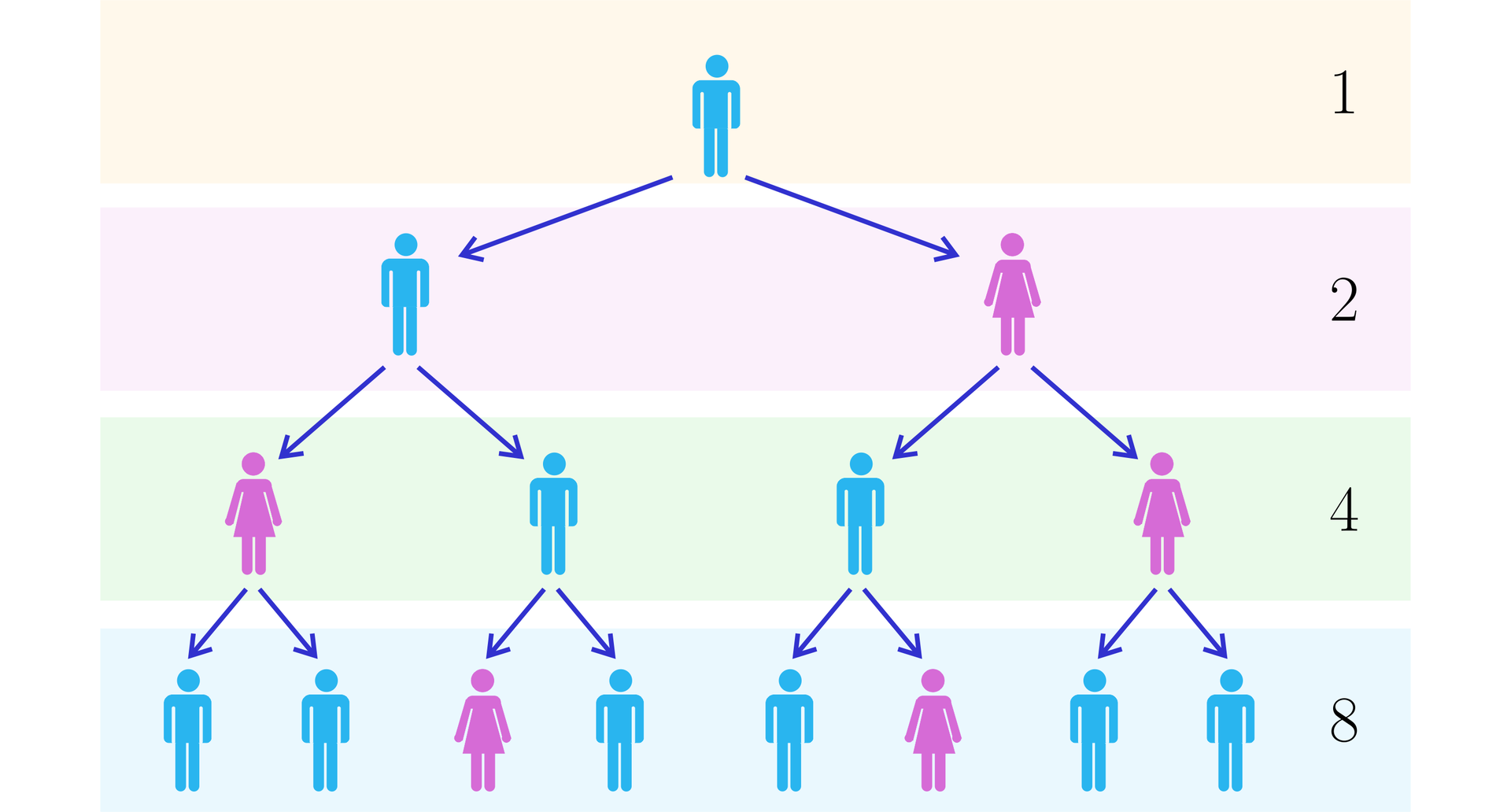 Schemat przedstawia drzewko zakażeń. Na szczycie jest jedna postać, od której mamy dwa rozgałęzienia do dwóch kolejnych postaci. Od każdej z nich mamy kolejne dwa i od tych postaci kolejne. Kolejne piętra drzewka są opisane liczbami zakażeń na danym poziomie, czyli: 1, 2, 4, 8