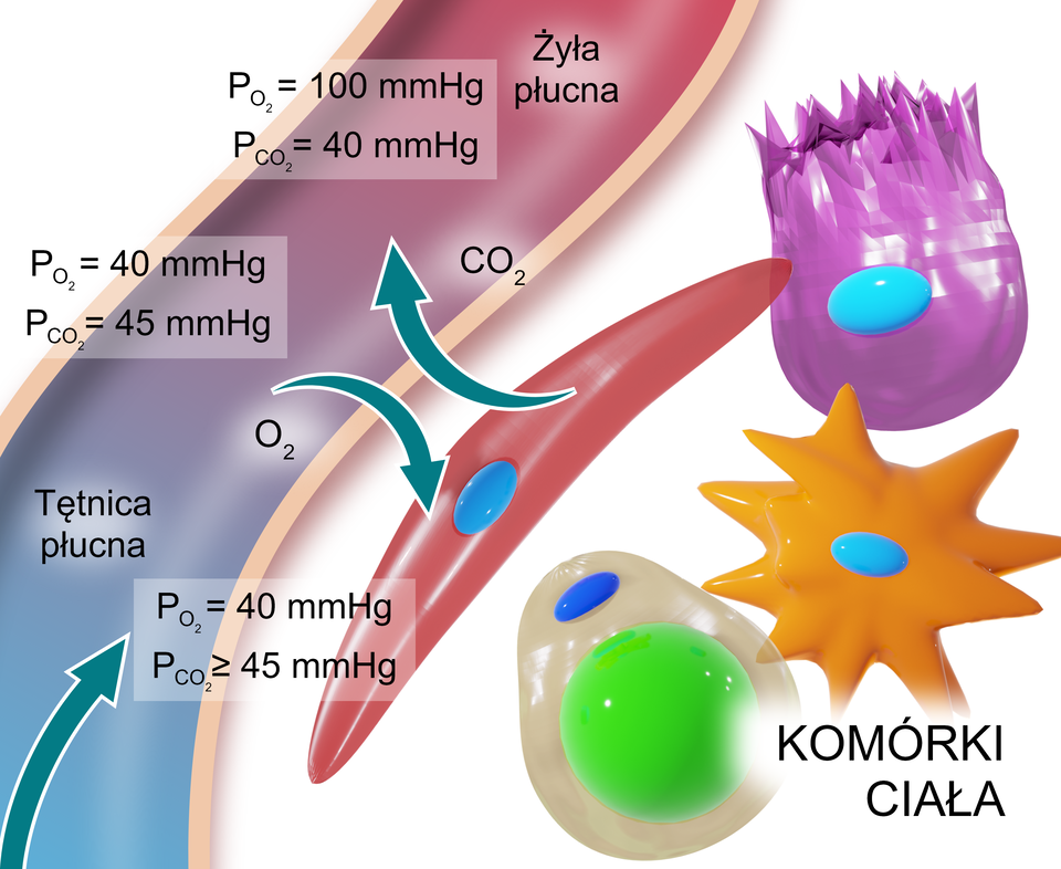 Na ilustracji przedstawiono wymianę gazową wewnętrzną. Po lewej stronie ilustracji jest naczynie krwionośne na dole opisane jako tętnica płucna (tętnicę oznaczono kolorem niebieskim), w górnej części jako żyła płucna (zaznaczono ją na czerwono). Od dołu naczynia krwionośnego jest strzałka skierowana ku górze, w stronę żyły płucnej. Po prawej stronie naczynia krwionośnego są cztery komórki o różnych kształtach. Pomiędzy podłużną komórką a naczyniem krwionośnym są dwie strzałki – jedna oznacza dwutlenek węgla – jest skierowana od naczynia krwionośnego do komórki. Druga strzałka, oznaczająca tlen, biegnie od komórki w stronę naczynia krwionośnego. Poniżej strzałki oznaczającej tlen opisano: ciśnienie parcjalne tlenu jest równe 40, ciśnienie parcjalne dwutlenku węgla jest równe lub większe 45. Na wysokości strzałki z tlenem na naczyniu krwionośnym po stronie tętnicy płucnej są wartości: ciśnienie parcjalne tlenu wynosi 40, ciśnienie parcjalne dwutlenku węgla wynosi 45. W części żyły płucnej są wartości: ciśnienie parcjalne tlenu wynosi 100, ciśnienie parcjalne dwutlenku węgla wynosi 40.