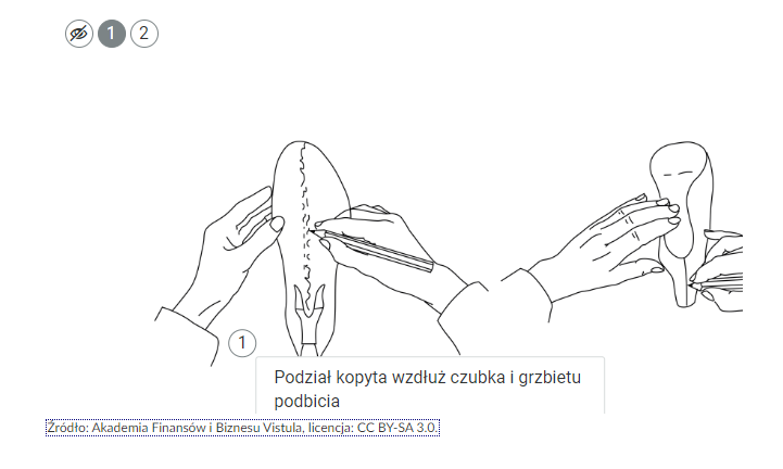 Grafika przedstawia przykładowy widok grafiki interaktywnej po kliknięciu na znacznik. Widoczna jest ramka z tekstem: podział kopyta wzdłuż czubka i grzbietu podbicia.