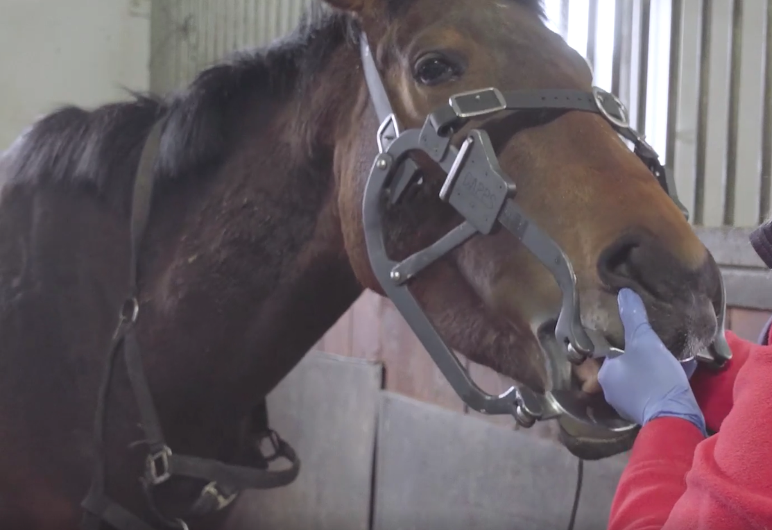 Koń z rozwieraczem