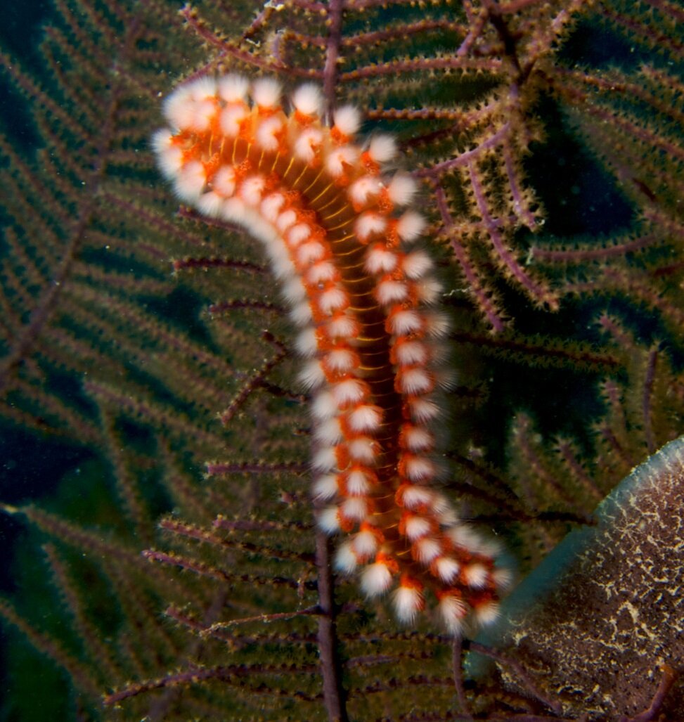 Fotografia prezentuje wieloszczeta. Ciało wieloszczeta zbudowane jest z wielu jednakowych pierścieni koloru pomarańczowego. Po bokach ciała znajdują się białe wyrostki przypominające krótkie włosy.