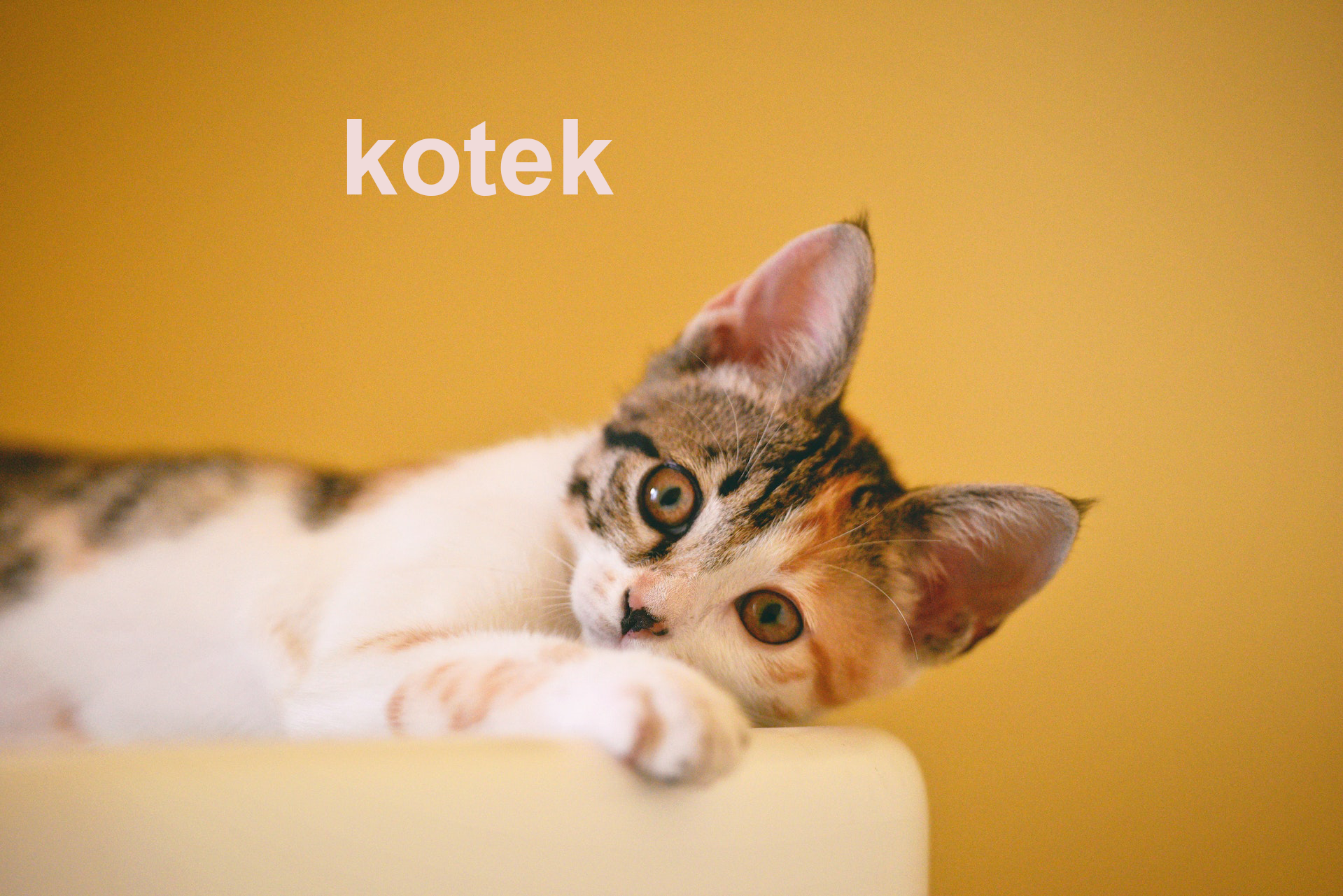 Na zdjęciu widoczny jest leżący kot. Kot leży na półce. Na górze znajduje się napis: kotek. W tle widać żółą ścianę.