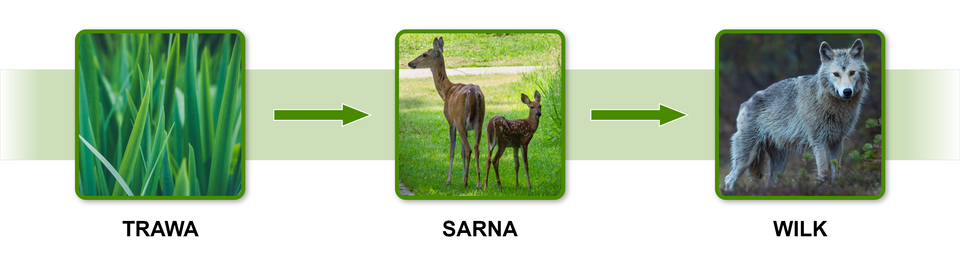 Na schemacie przedstawiono przykład łańcucha spasania. Schemat składa się z trzech zdjęć, pomiędzy którymi są strzałki. Na pierwszym zdjęciu jest trawa, od trawy strzałka biegnie do saren, od saren do wilka.  