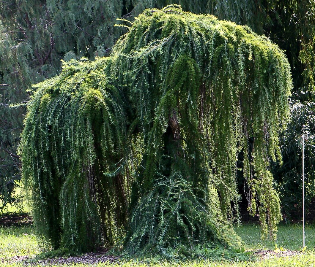 Zdjęcie przedstawia niskie drzewo. Korona jest duża, gęsta i zwisa tak, że nie widać nawet pnia drzewa. Koronę tworzą długie, zwisające gałęzie gęsto pokryte zielonymi igłami.