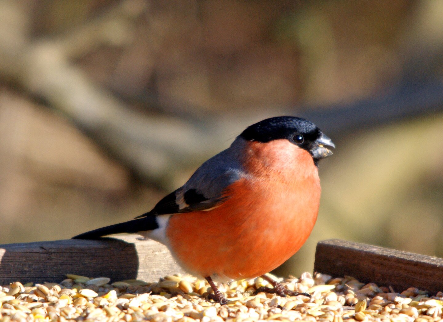Fotografia przedstawia gila. Podbrzusze ptaka jest czerwone. Górna część głowy jest czarna. Skrzydła są szare w górnej części i czarne na końcach.