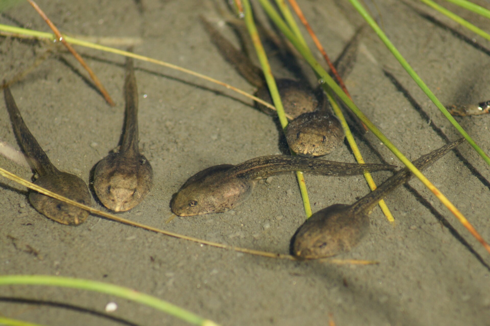 Na ilustracji przedstawione są kijanki. Mają kształt okrągły z ogonkiem. Odcień brązowo-szary.