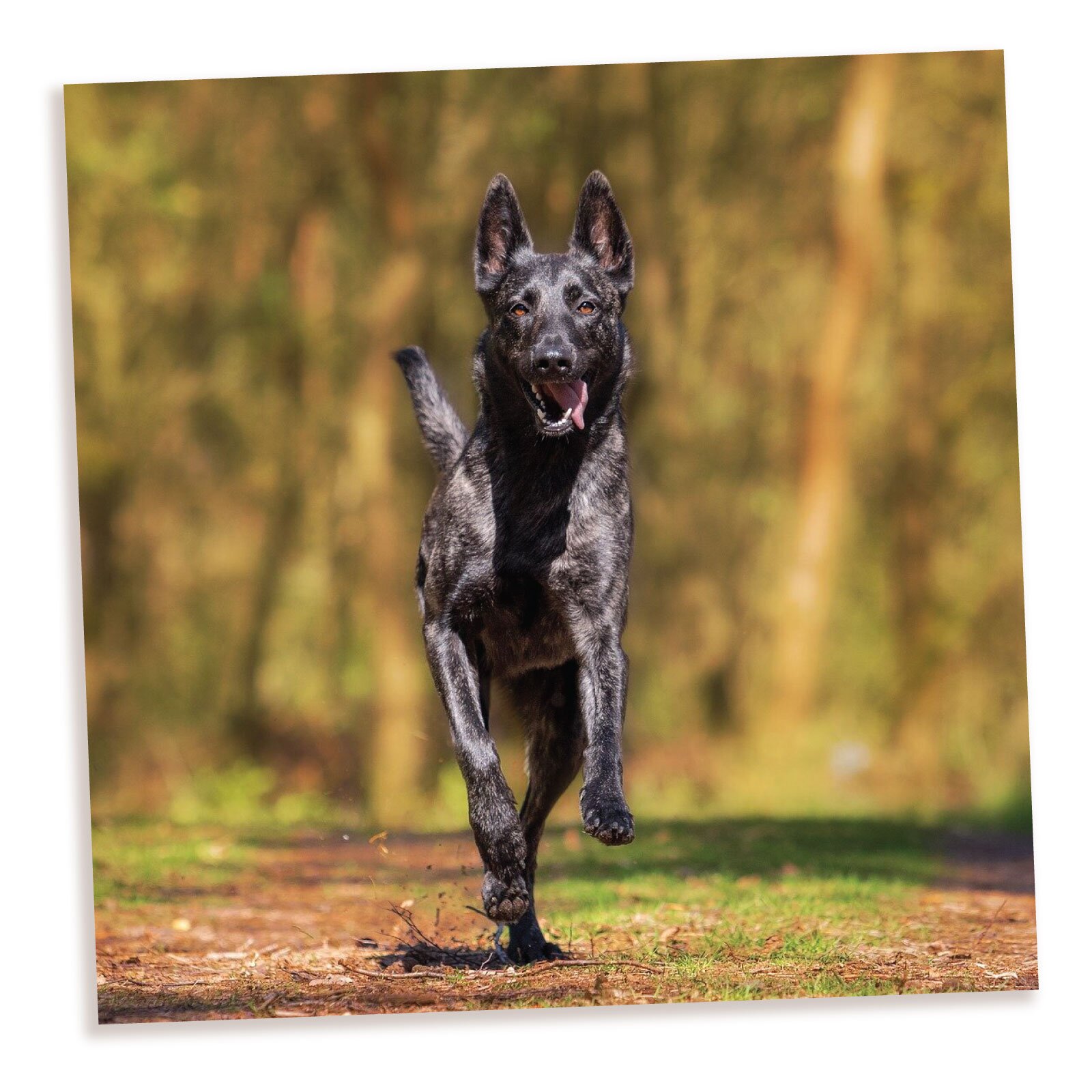 Czarny pies średniej wielkości biegnący przez las. Ma krótką sierść, długi ogon i łapy, duże uszy, brązowe oczy.