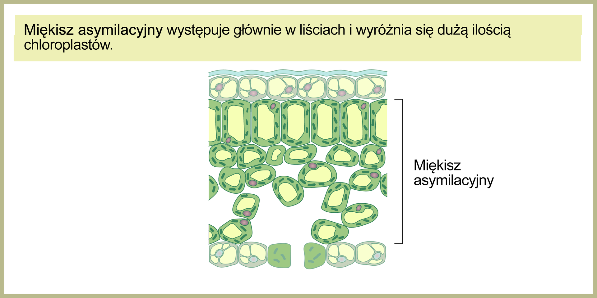 Ilustracja przedstawia przekrój poprzeczny fragmentu liścia. Od góry widoczne są: cienka warstwa wosku, jedna warstwa ściśle ułożonych, niewielkich komórek skórki, jedna warstwa ściśle ułożonych, dużych komórek miękiszu asymilacyjnego o kształcie cylindrycznym, poniżej luźno rozmieszczone, mniejsze i o nieregularnym kształcie komórki miękiszu asymilacyjnego, u dołu komórki skórki z aparatem szparkowym składającym się z dwóch komórek, między którymi jest szparka. Ściany komórkowe miękiszu asymilacyjnego są cienkie, zawiera on dużo chloroplastów i duże wakuole. Ponad obrazkiem tekst: Miękisz asymilacyjny występuje głównie w liściach i wyróżnia się dużą ilością chloroplastów.