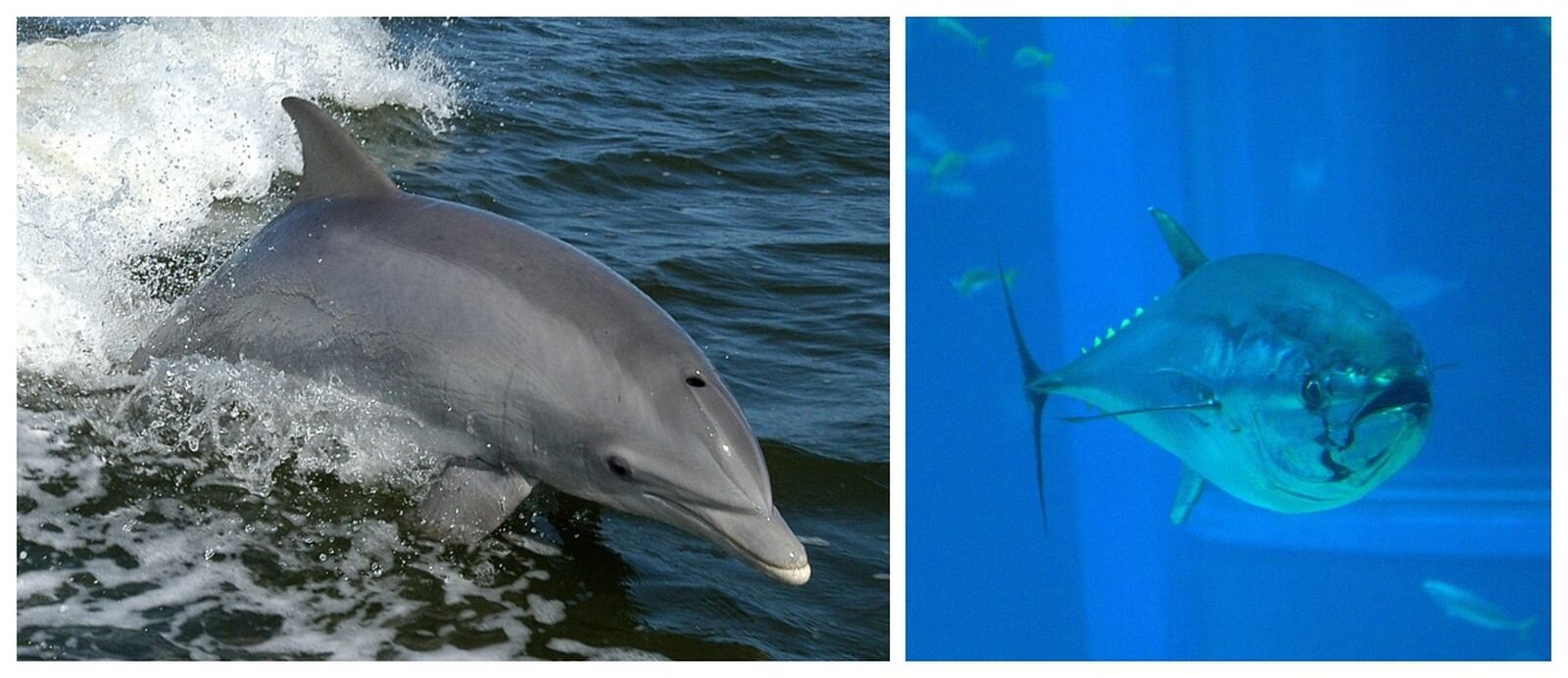 Ilustracja przedstawia dwa zdjęcia. Po lewej stronie widać delfina, a po prawej tuńczyka. Oba zwierzęta mają opływowy kształt. Posiadają płetwy grzbietowe. Delfin posiada otwór nosowy na grzbiecie głowy.