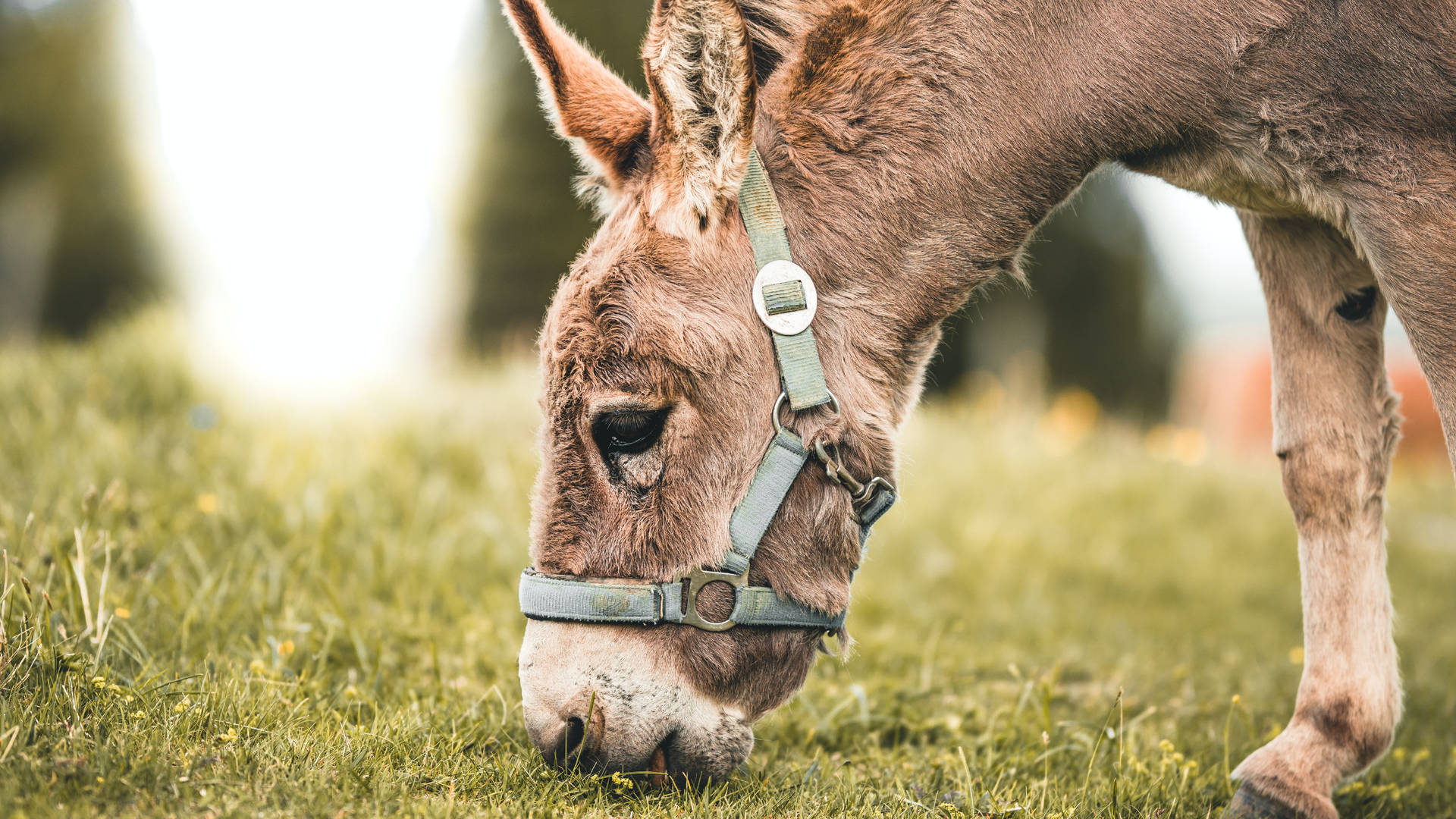 Zdjęcie przedstawia zbliżenie na osła, popularne zwierzę we Włoszech. Osioł ma opuszczoną głowę i je trawę.