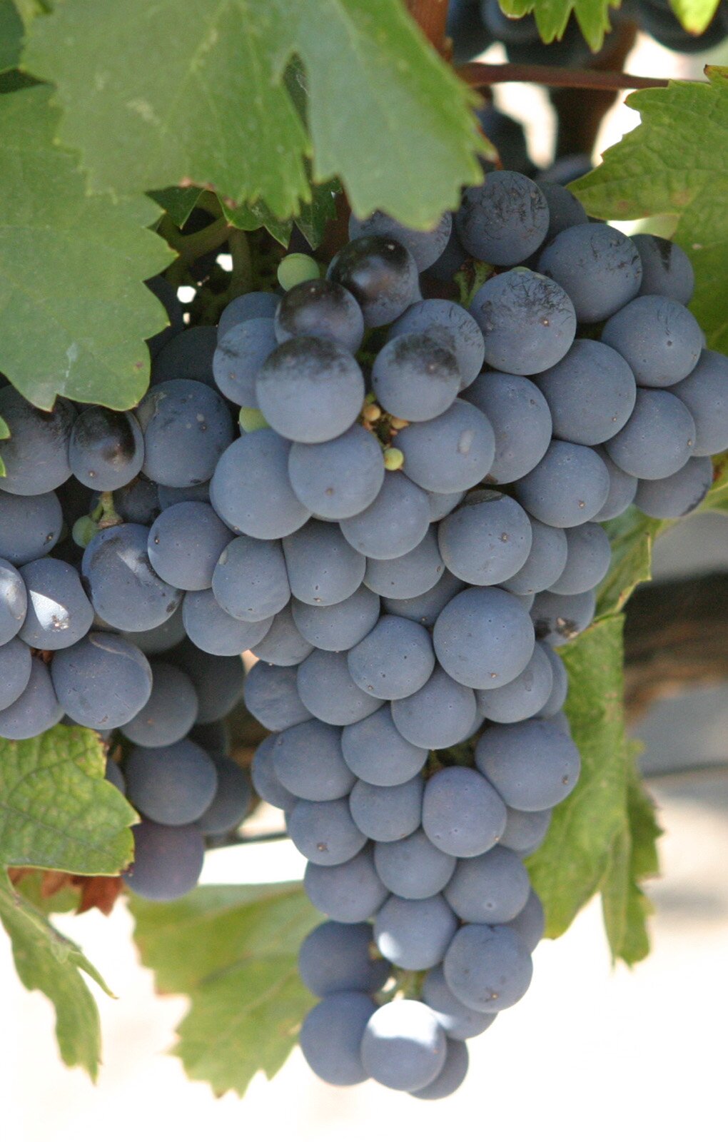 Zdjęcie przedstawia odmianę winorośli Malbec. Widoczna jest duża kiść winogron, złożona z dużych kulistych jagód w kolorze ciemnofioletowym na tle liści winorośli.