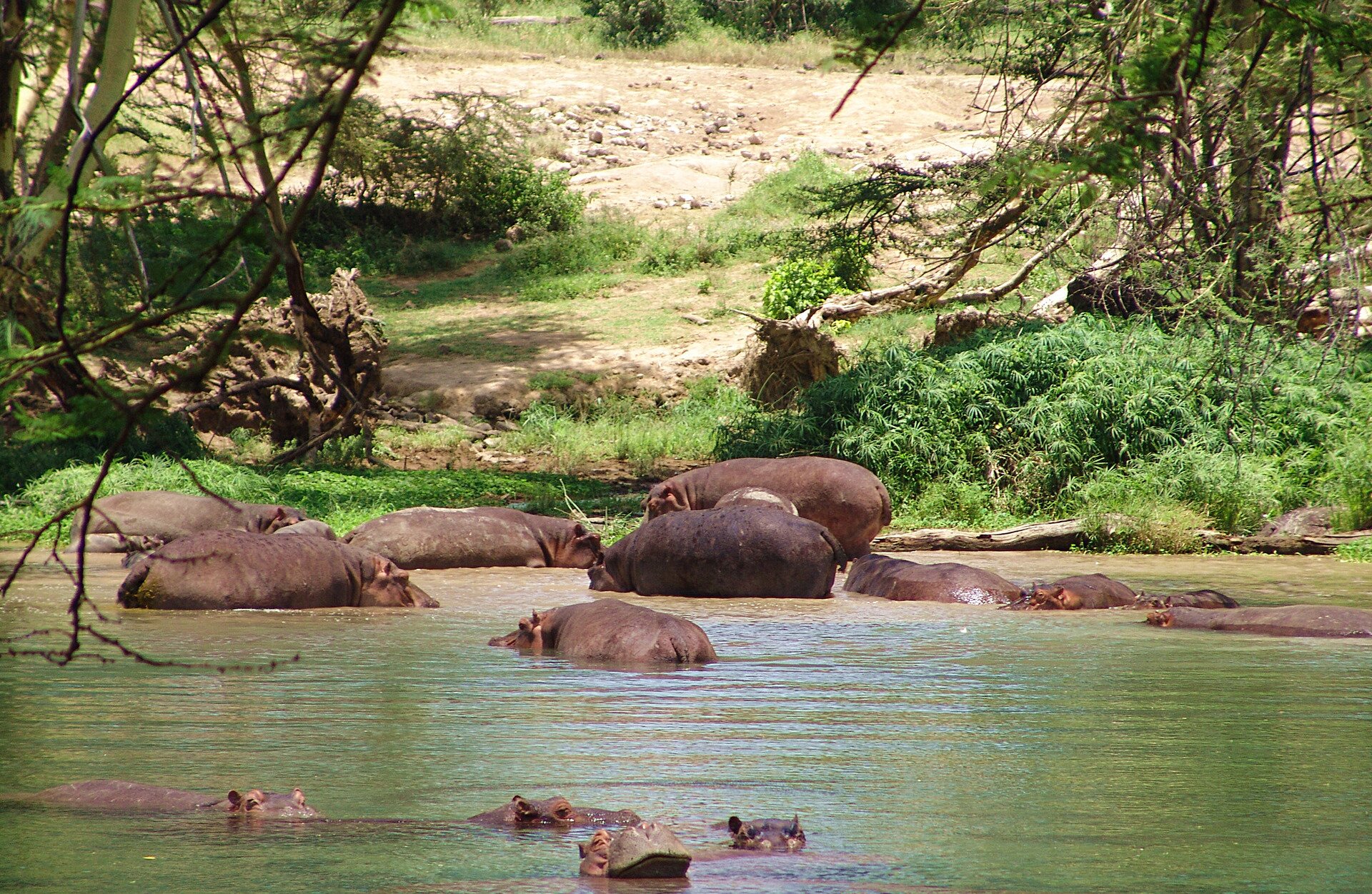 Fotografia przedstawia stadko hipopotamów w rzece. Część zwierząt leży zanurzona w wodzie, trzymając ponad powierzchnią oczy, nozdrza i uszy. Te bliżej brzegu są wynurzone do połowy. Mają podłużne, klocowate ciała na krótkich nogach. Na brzegu znajduje się wydeptana przez nie ścieżka między gęstymi roślinami i kilkoma drzewami ze zwisającymi gałęziami. Wyżej piaszczysta łacha.