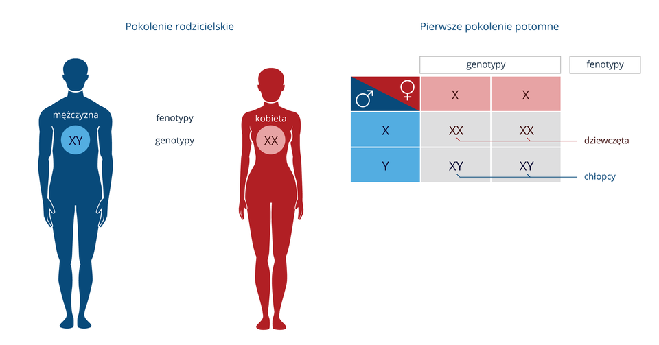 Grafika przedstawia system determinacji płci XY występujący u ludzi. Po lewej stronie grafiki znajduje się pokolenie rodzicielskie. Niebieska sylwetka oznacza fenotypowego mężczyznę o genotypie XY, natomiast czerwona sylwetka oznacza fenotypową kobietę o genotypie XX. Po prawej stronie znajduje się krzyżówka obrazująca pierwsze pokolenie potomne. W dwóch, osobnych kolumnach rozpisano genotyp matki XX, natomiast w dwóch osobnych wierszach oznaczono genotyp ojca XY. W wyniku krzyżówki otrzymano dwie fenotypowe dziewczęta o genotypie XX oraz dwóch fenotypowych chłopców o genotypie XY.