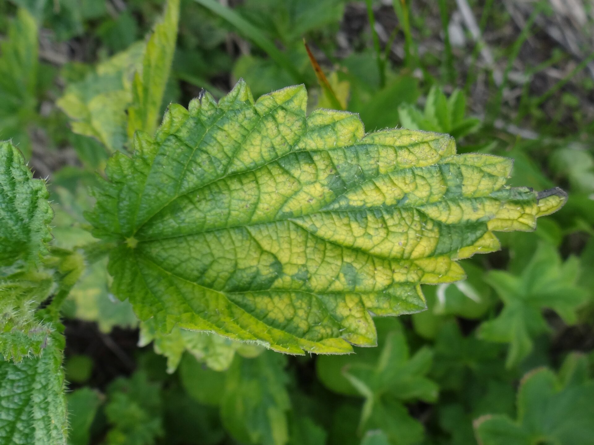 Zdjęcie przedstawia chlorozę pokrzywy zwyczajnej. Widoczne jest zbliżenie na liść pokrzywy, na którego powierzchni znajdują się jaśniejsze, nieco żółte przebarwienia.