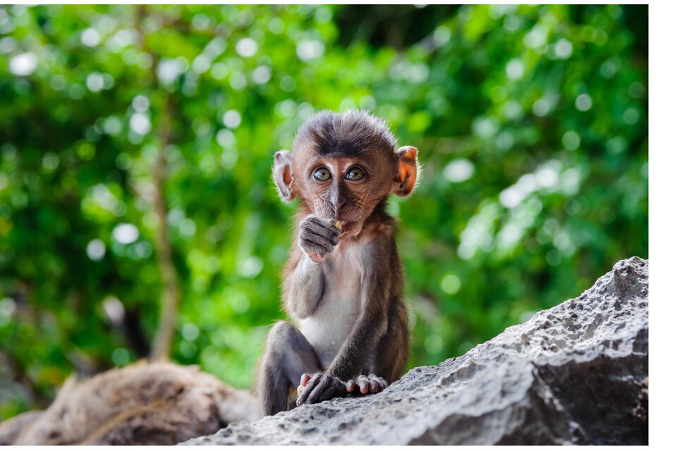 Fotografia przedstawia małą małpkę siedzącą na skale, przodem do widza. W tle znajdują się niewyraźne drzewa.