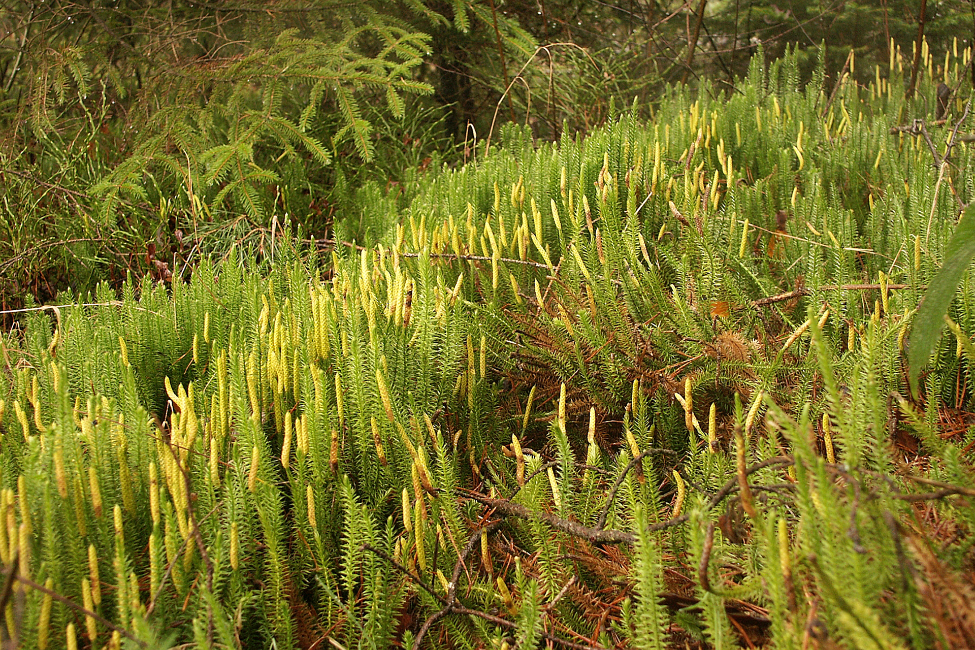 Zdjęcie przedstawia kępę widłaków. Rośliny mają wzniesione ku górze pędy pokryte drobnymi listkami. Pędy są zielone, a na szczytach posiadają żółte kolby.