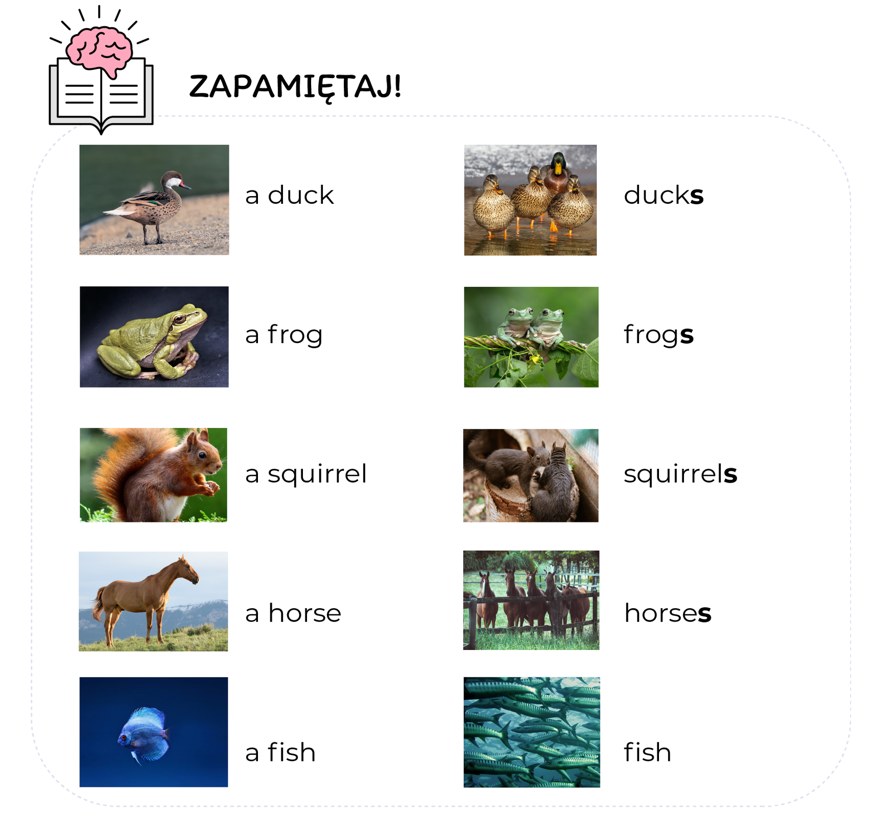 Na ilustracji widnieje grafika książki oraz mózgu, obok znajduje się napis ZAPAMIĘTAJ. Ilustracja składa się z dziesięciu zdjęć zwierząt przedstawionych pojedynczo na zdjęciach po lewej stronie i w grupie na zdjęcia po stronie prawej. Obok zdjęć widnieją podpisy. W kolumnie po lewej stronie od góry:
a duck, a frog, a squirrle, a horse, a fish
W kolumnie po prawej stronie od góry:
ducks, frogs, squirrels, horses, fish