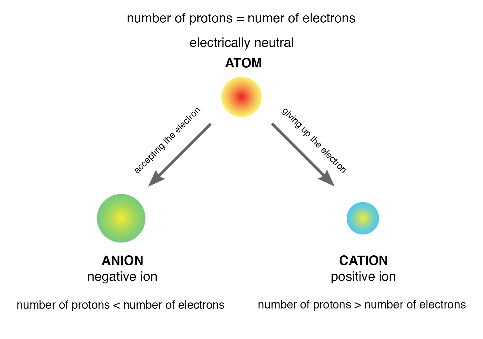 Schemat przedstawia proces przekształcania się atomów w jony i ma postać grafu. Centralną górną część zajmuje żółto-czerwone koło podpisane jako Atom. Odchodzą od niego dwie strzałki skierowane w stronę kół żółto-zielonego w lewym dolnym rogu podpisanego Anion oraz żółto-niebieskiego w prawym dolnym rogu podpisanego Kation. Dodatkowe informacje zawarte w schemacie głoszą, że anion to jon ujemny negative ion, w którym liczba protonów number of protons jest mniejsza od liczby elektronów number of electrons, a powstaje w wyniku przyjęcia elektronu przez atom, zaś kation to jon dodatni positive ion o liczbie protonów większej od liczby elektronów i powstaje w wyniku oddania elektronu przez atom. 