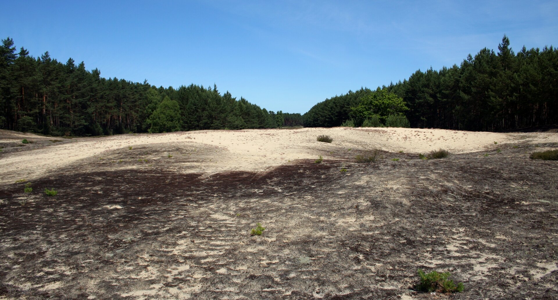 Na zdjęciu piaszczysta polana w środku lasu iglastego.